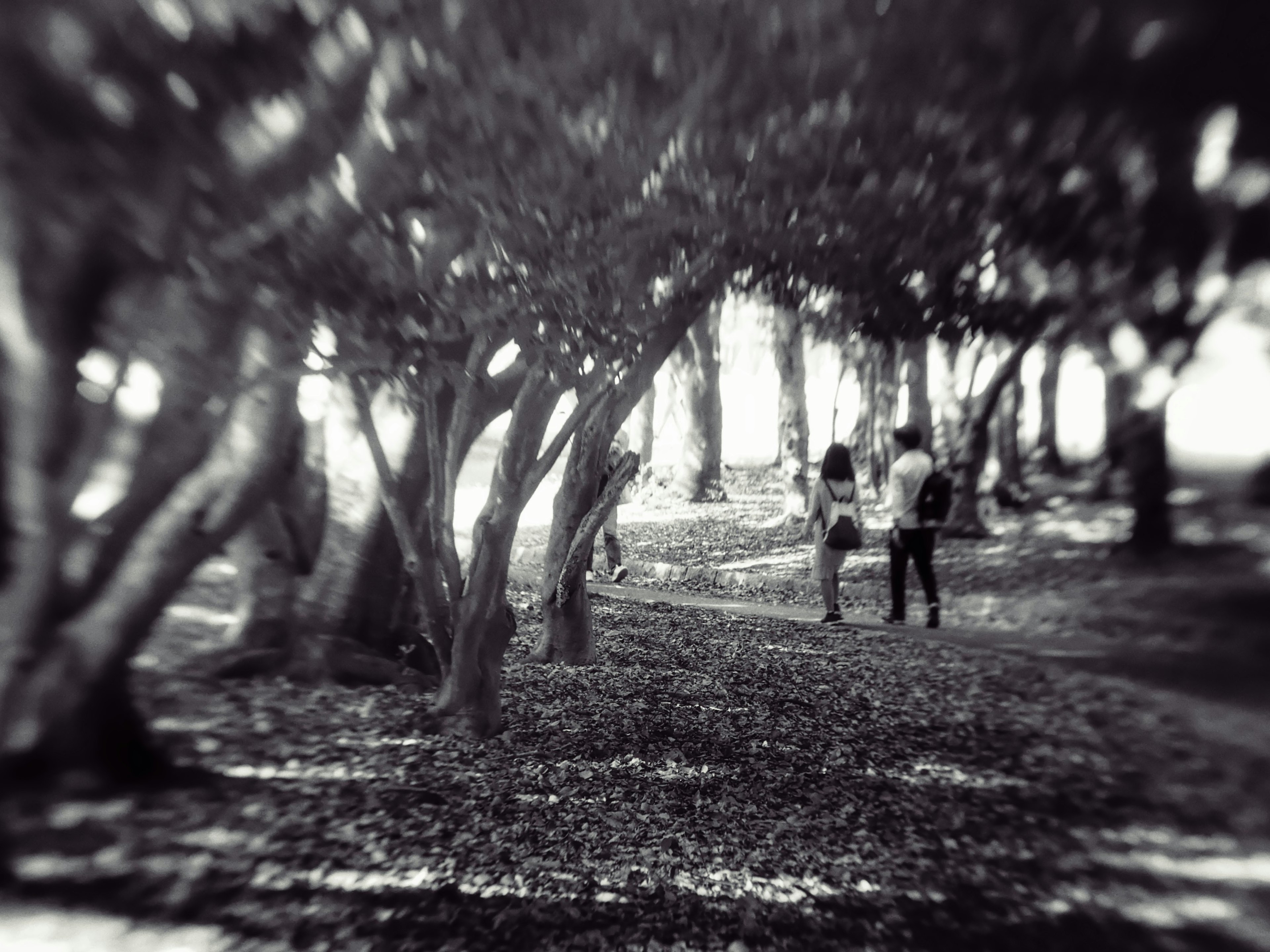 Photo en noir et blanc floue de deux personnes marchant entre des arbres