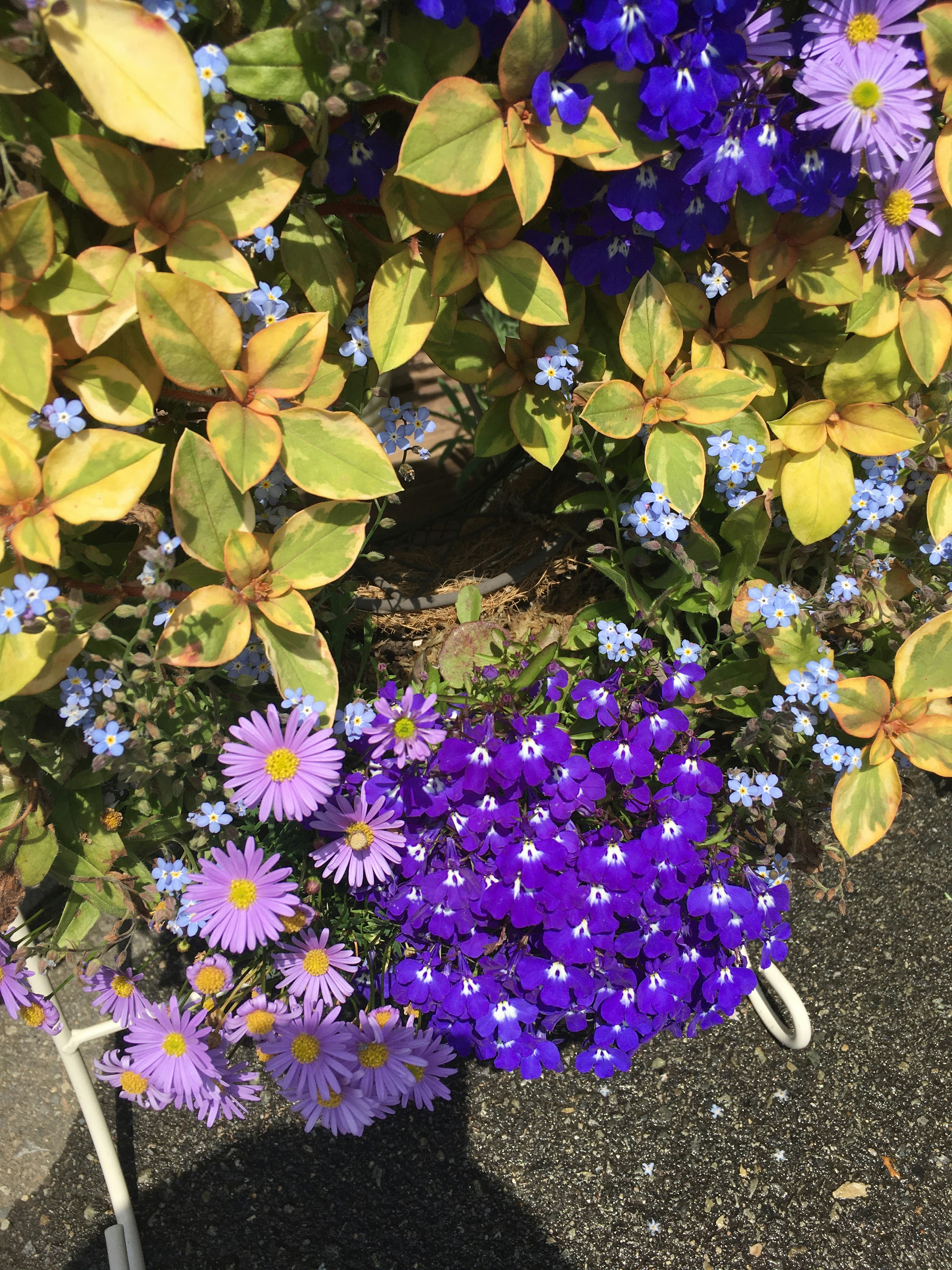 色とりどりの花が咲いている庭の一部 濃い紫の花と黄色の葉が特徴