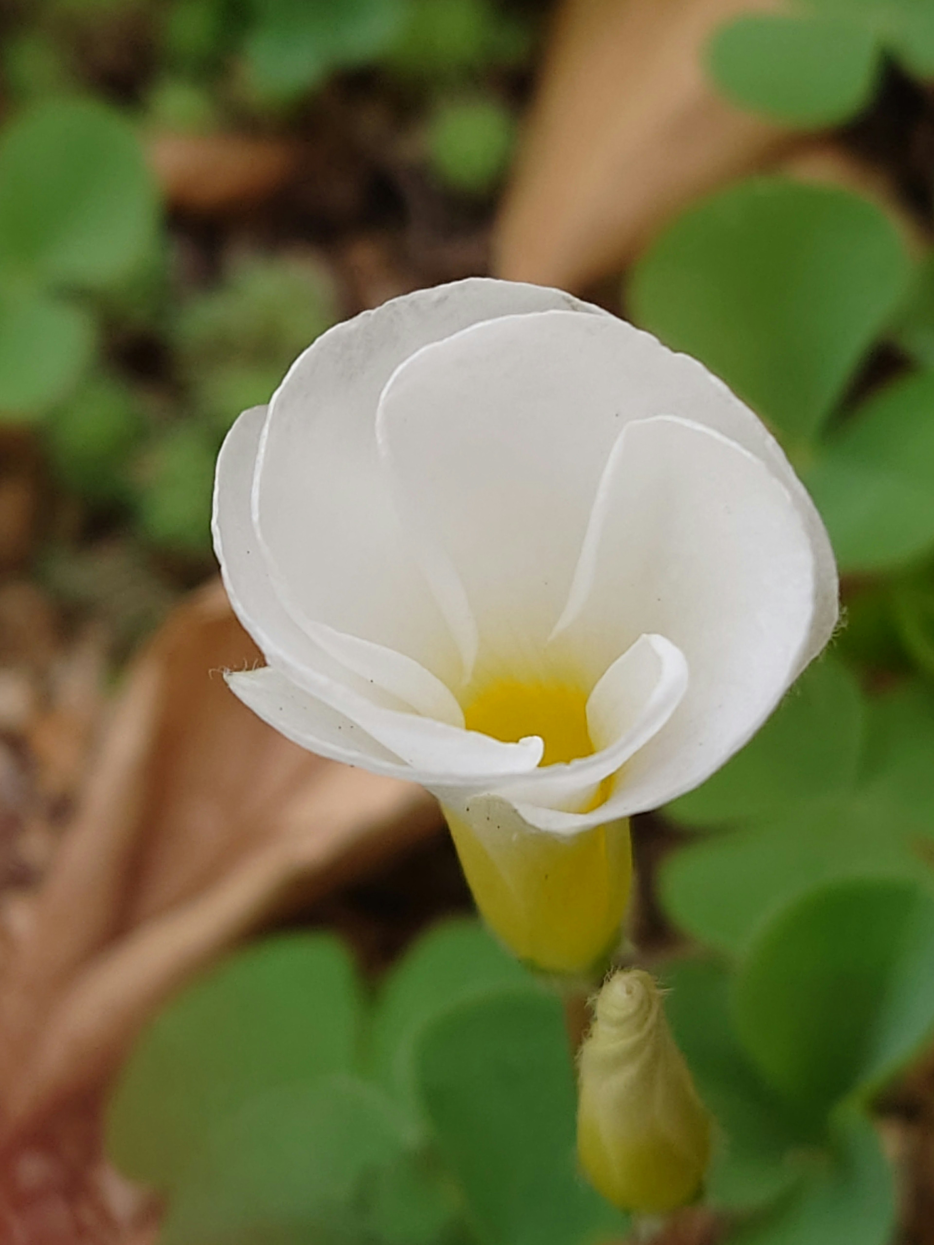 白い花びらを持つ花のクローズアップ 緑の葉に囲まれている