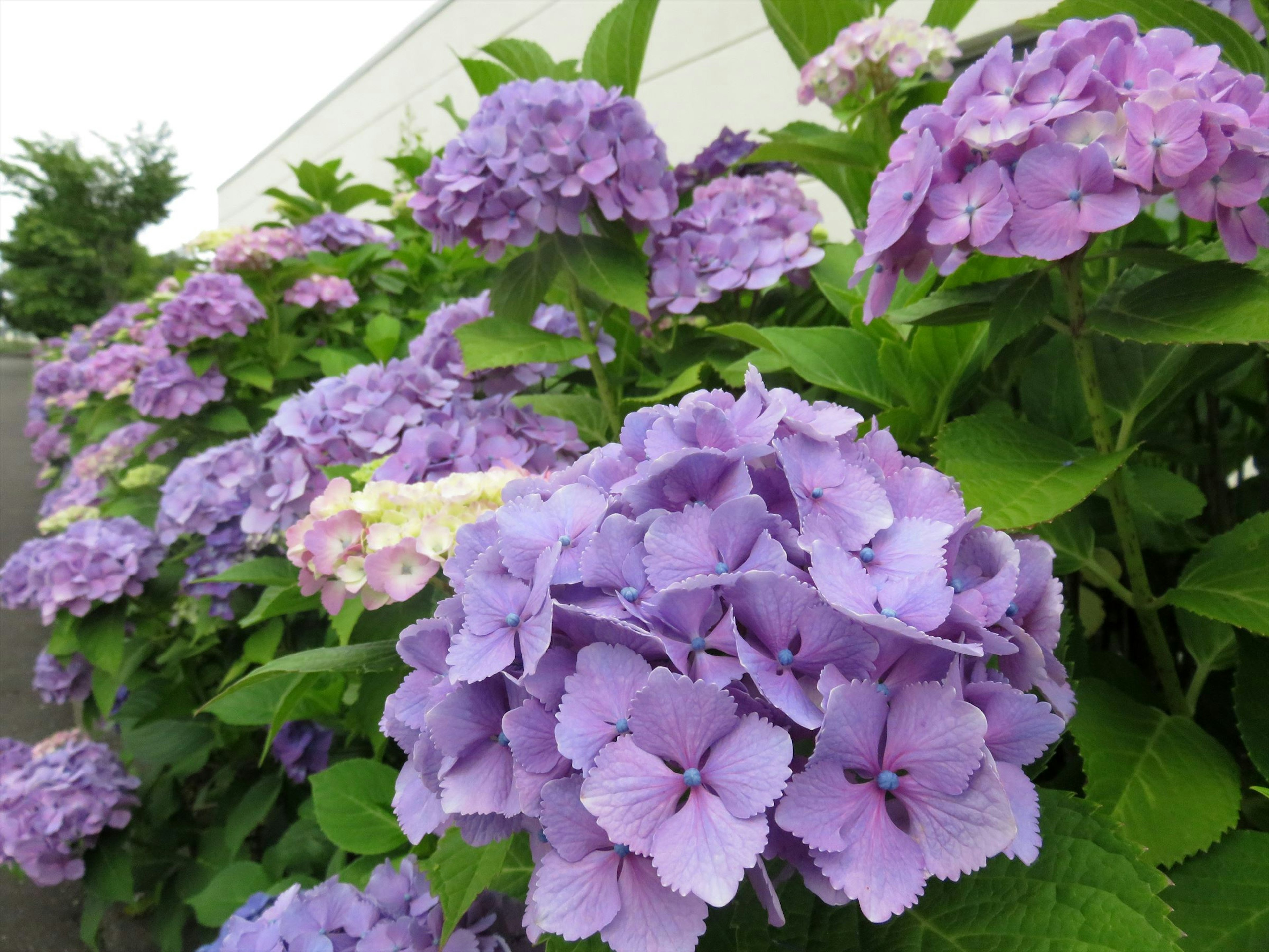 Eine Gartenansicht mit blühenden lila Hortensien