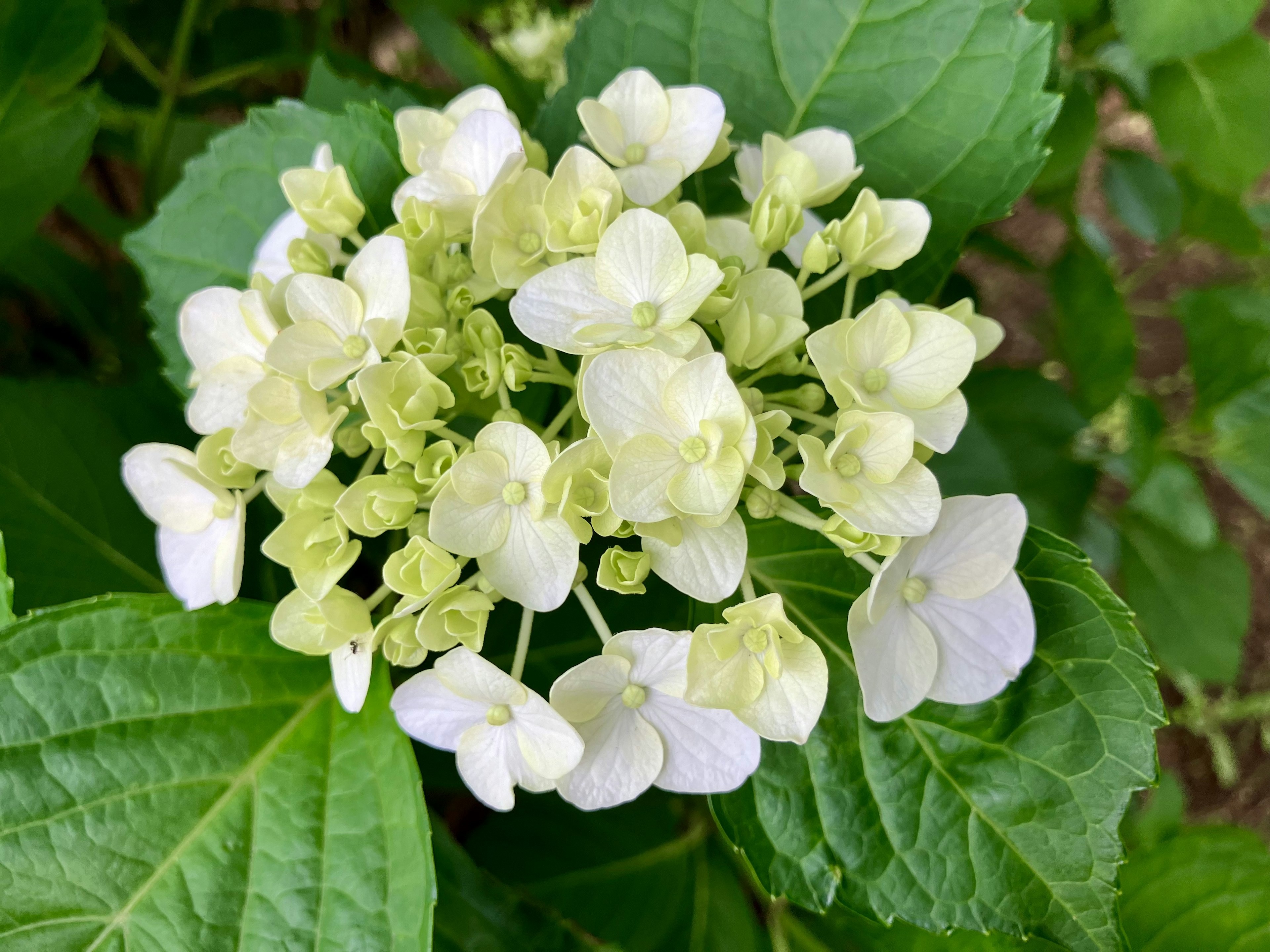 白と緑のハイドランジアの花が咲いている