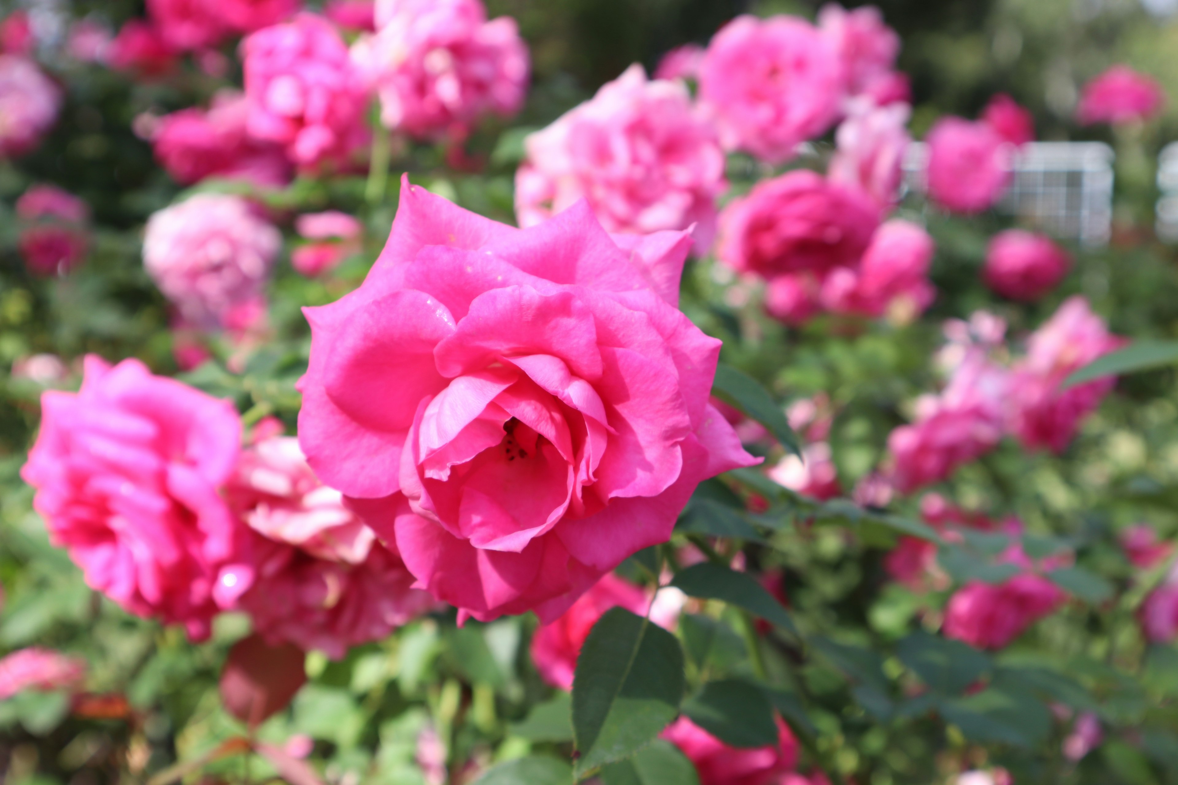 Roses roses vibrantes en fleurs dans un jardin