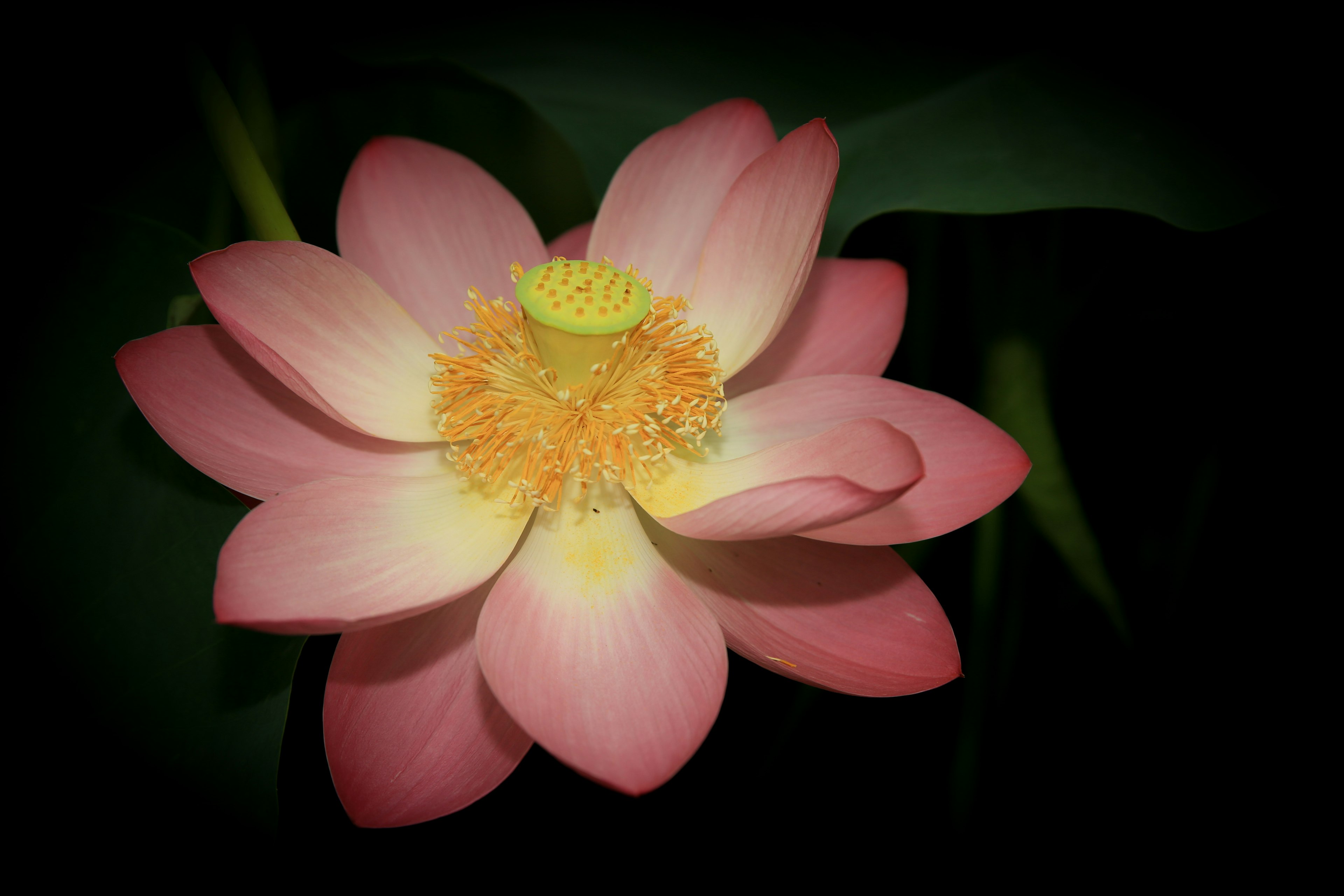 Una hermosa flor de loto resalta contra un fondo oscuro