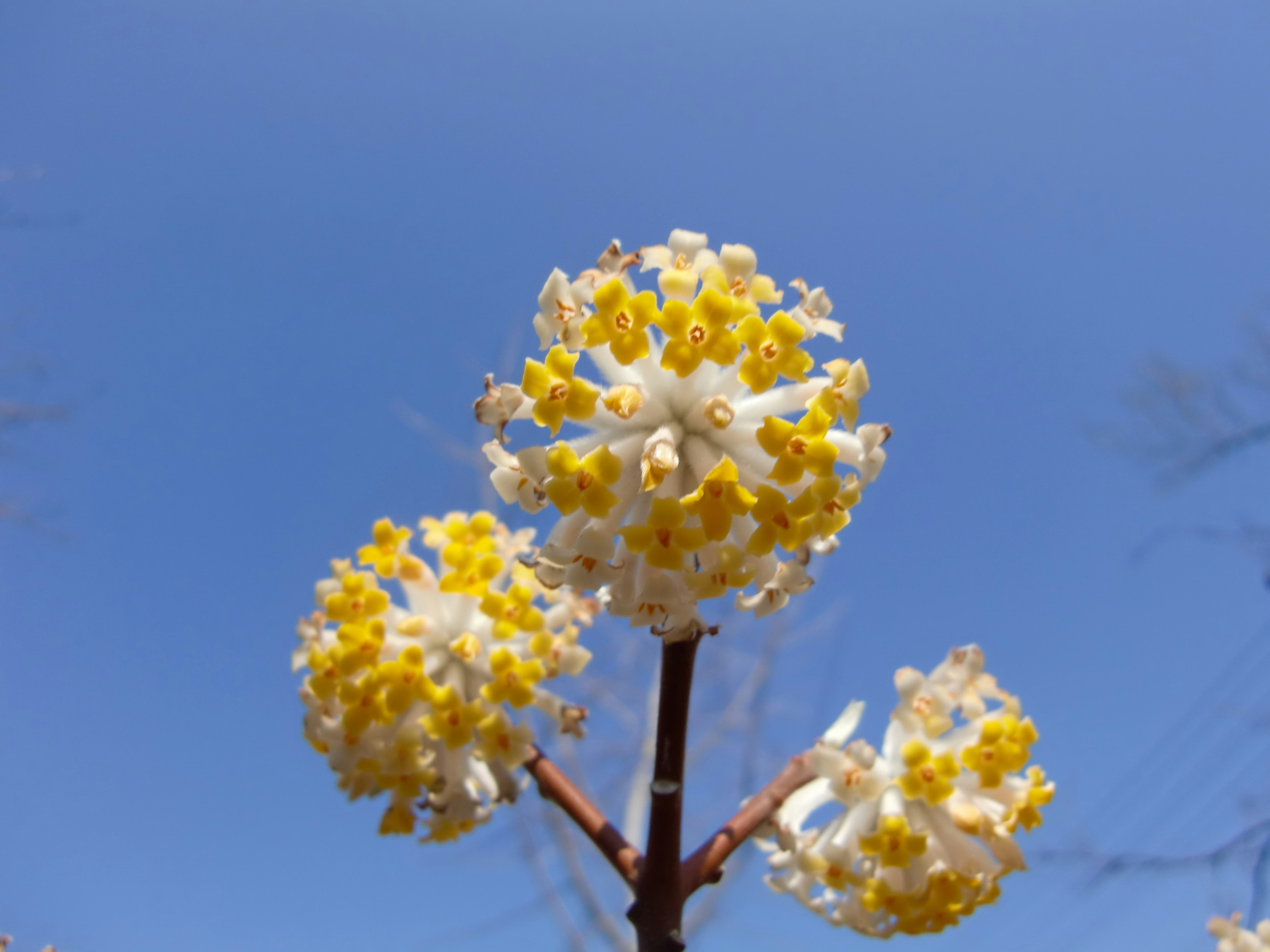 Una planta con racimos de flores amarillas bajo un cielo azul