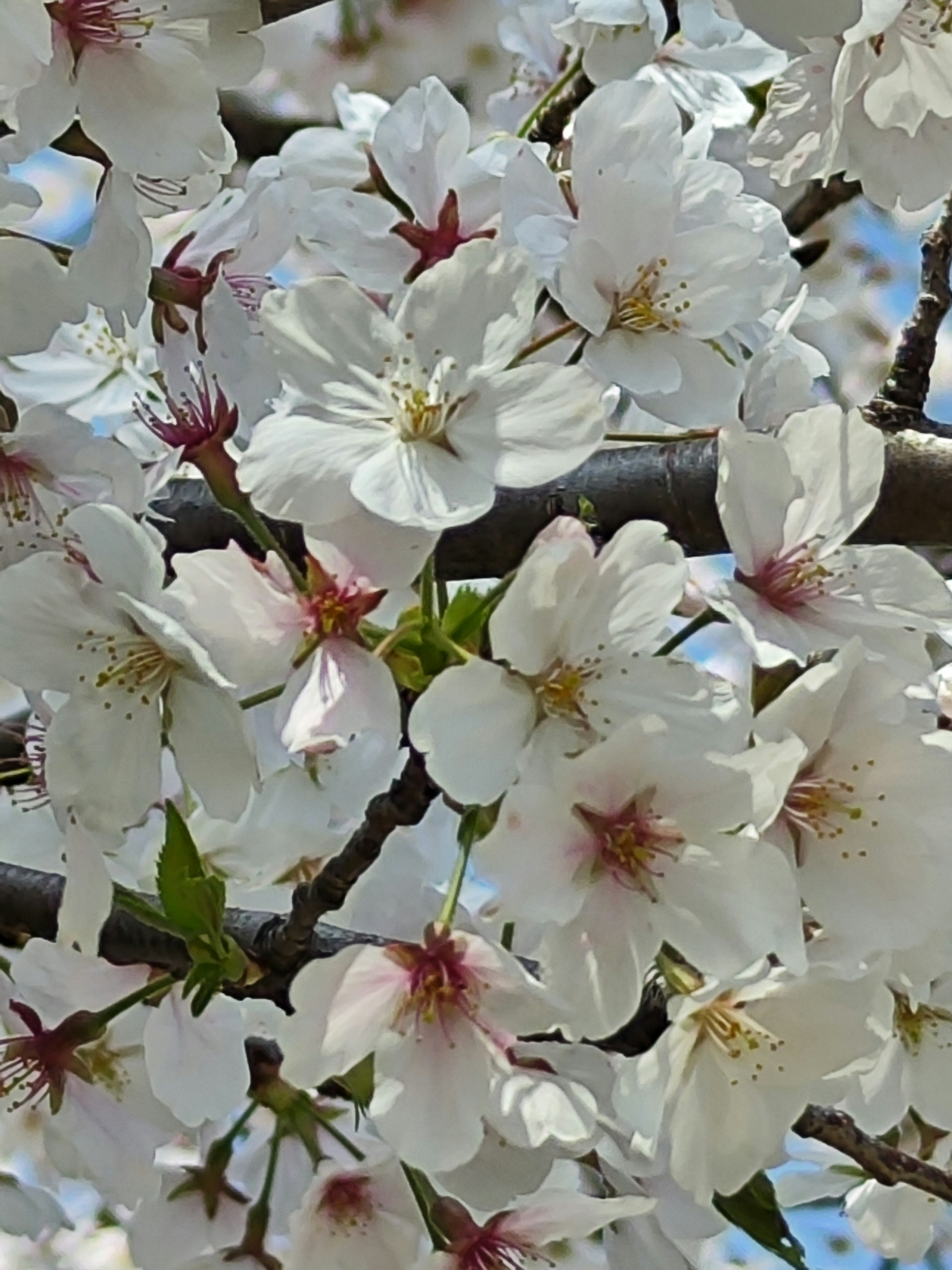 Nahaufnahme von weißen Kirschblüten, die an einem Zweig blühen