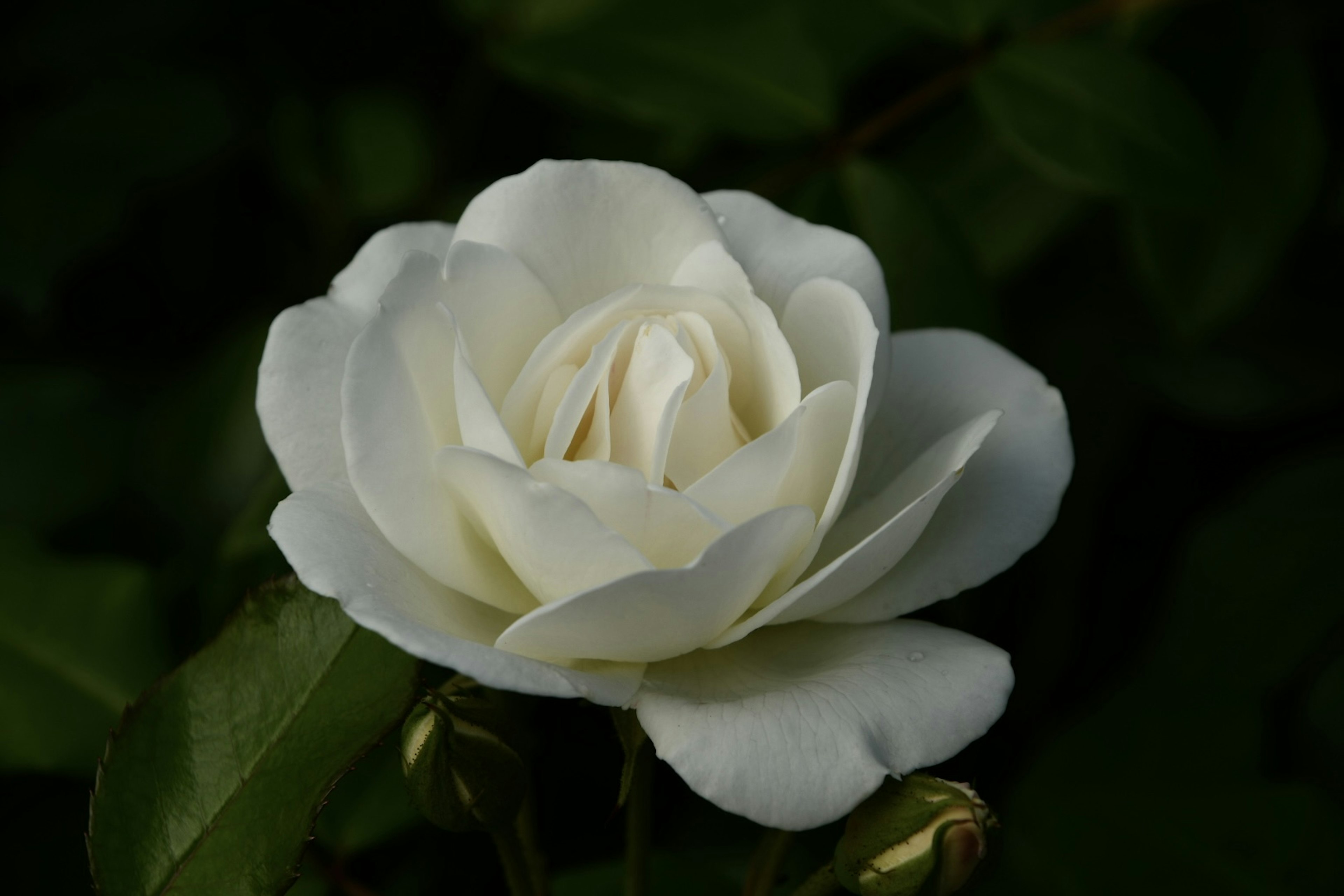 白いバラの花が緑の葉の中で咲いている