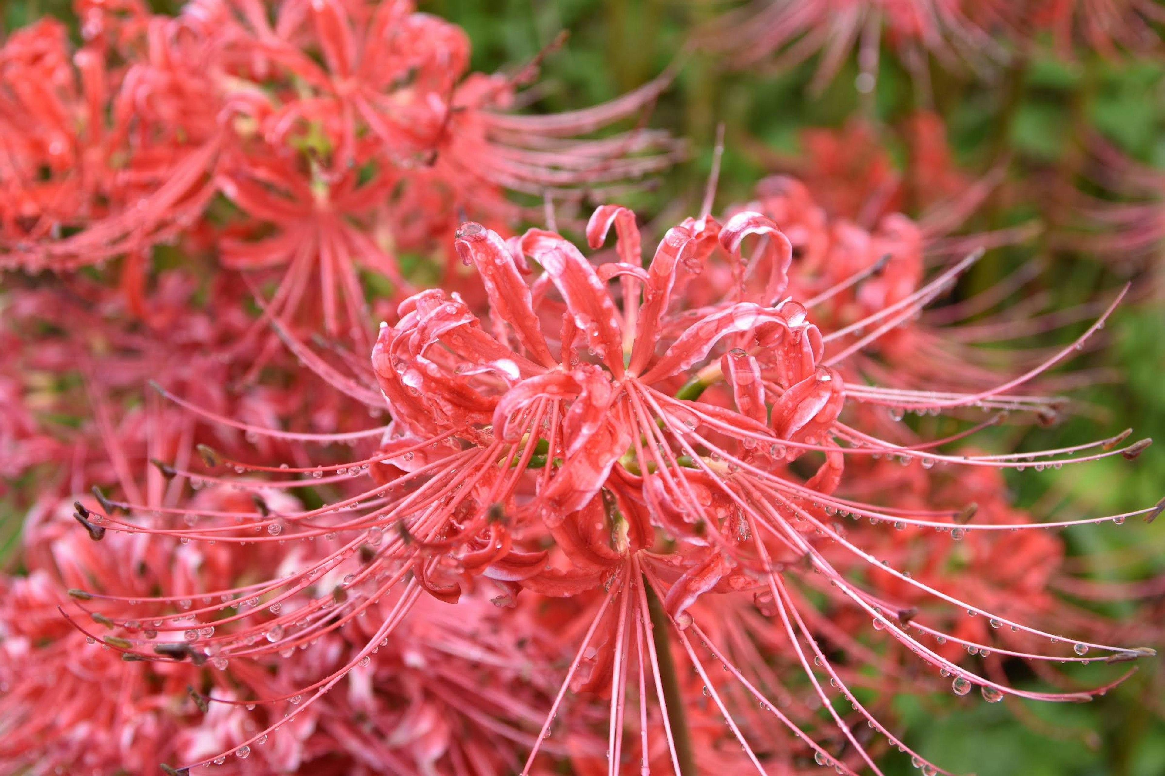 美しい赤い彼岸花の花が咲いている様子