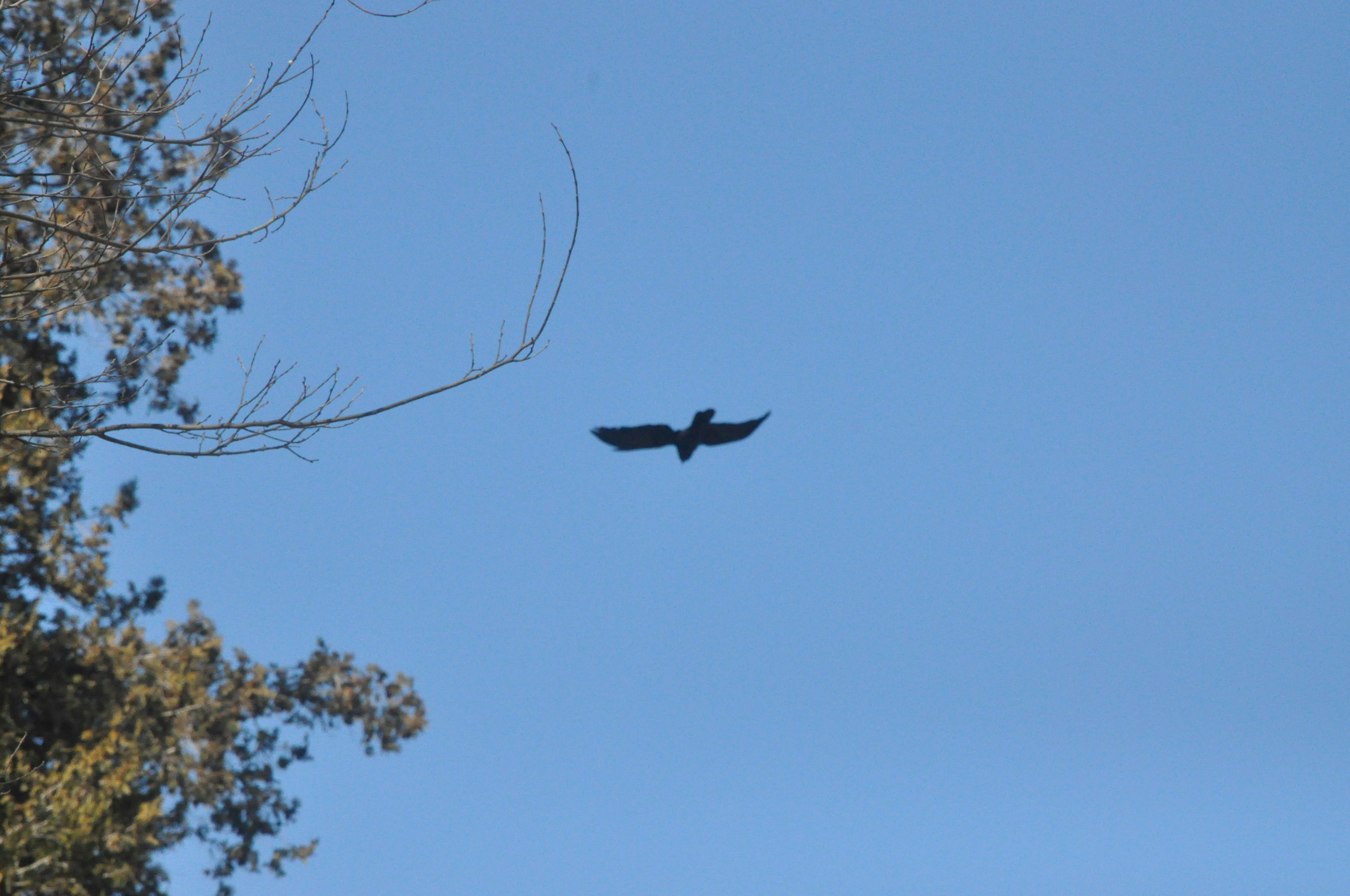 Silhouette d'un oiseau noir volant contre un ciel bleu