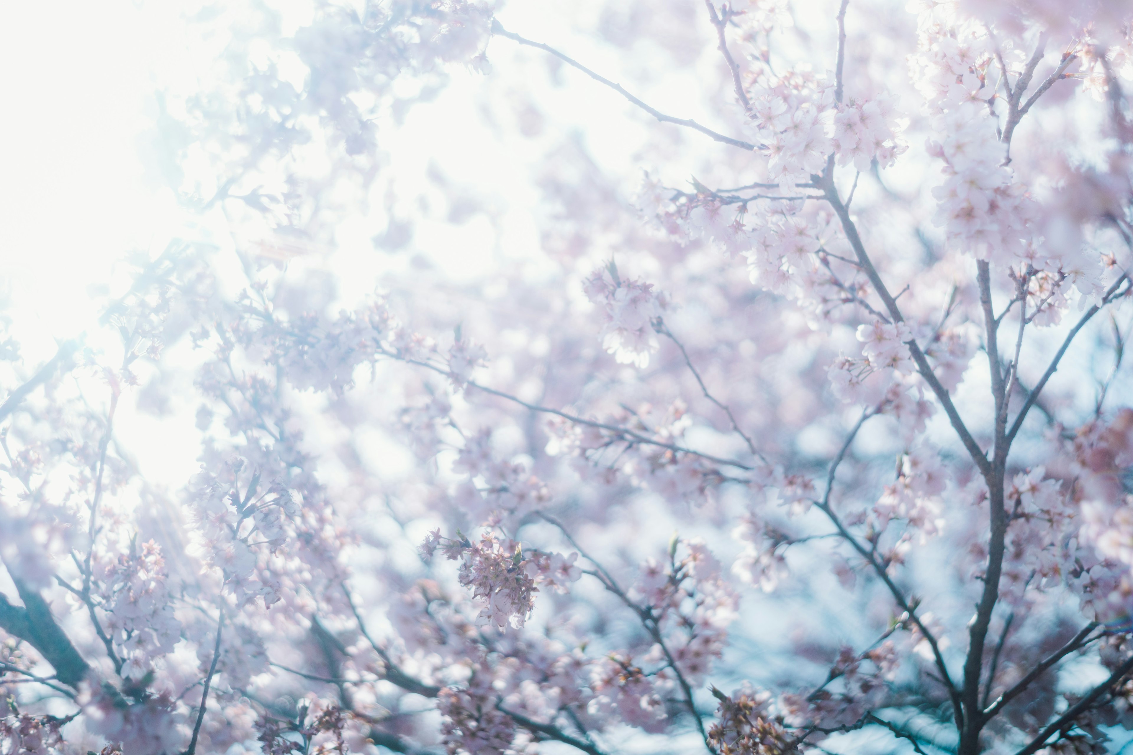 Close-up of cherry blossom branches under a bright blue sky