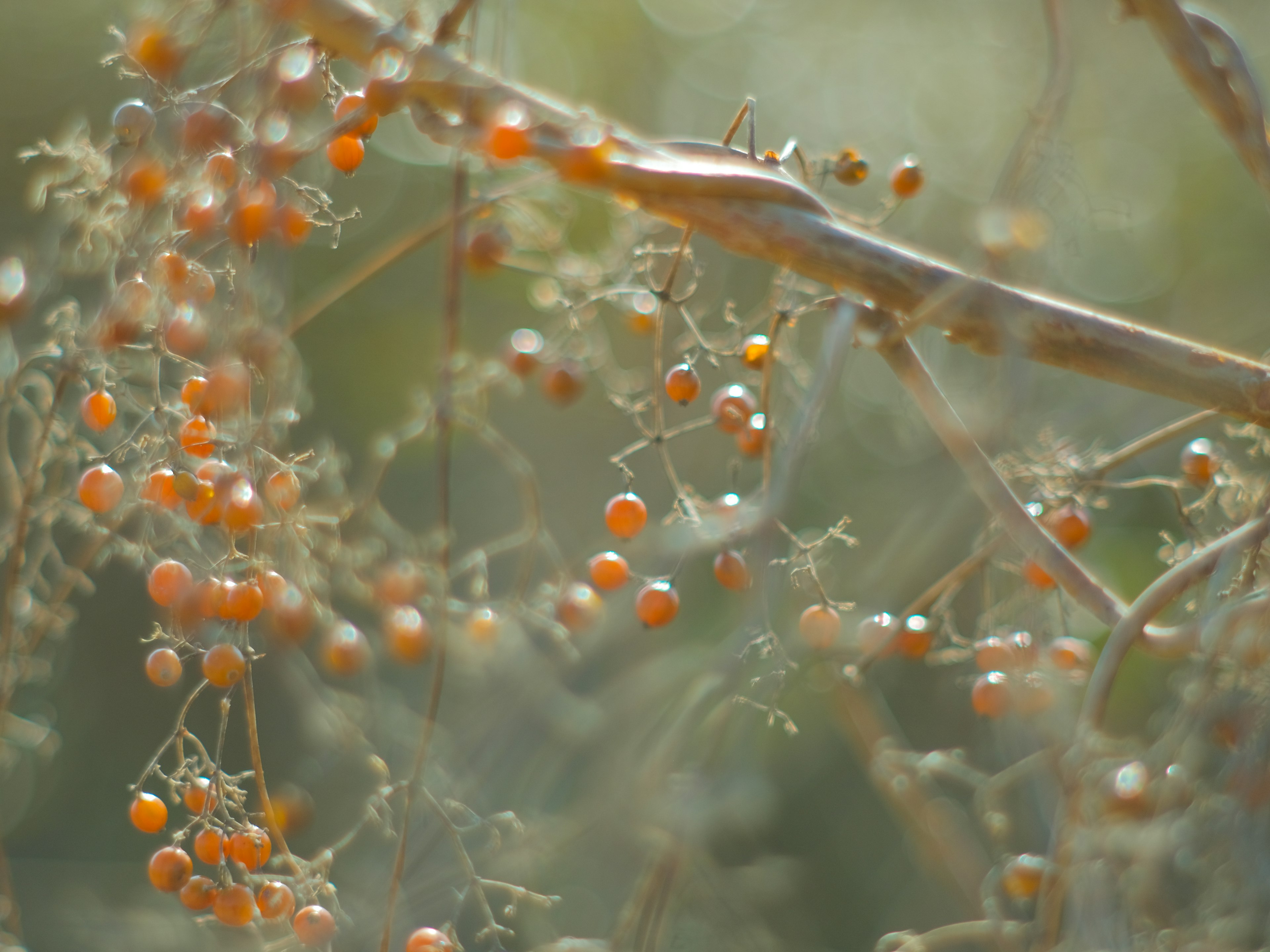 Nahaufnahme einer Pflanze mit kleinen orangen Beeren