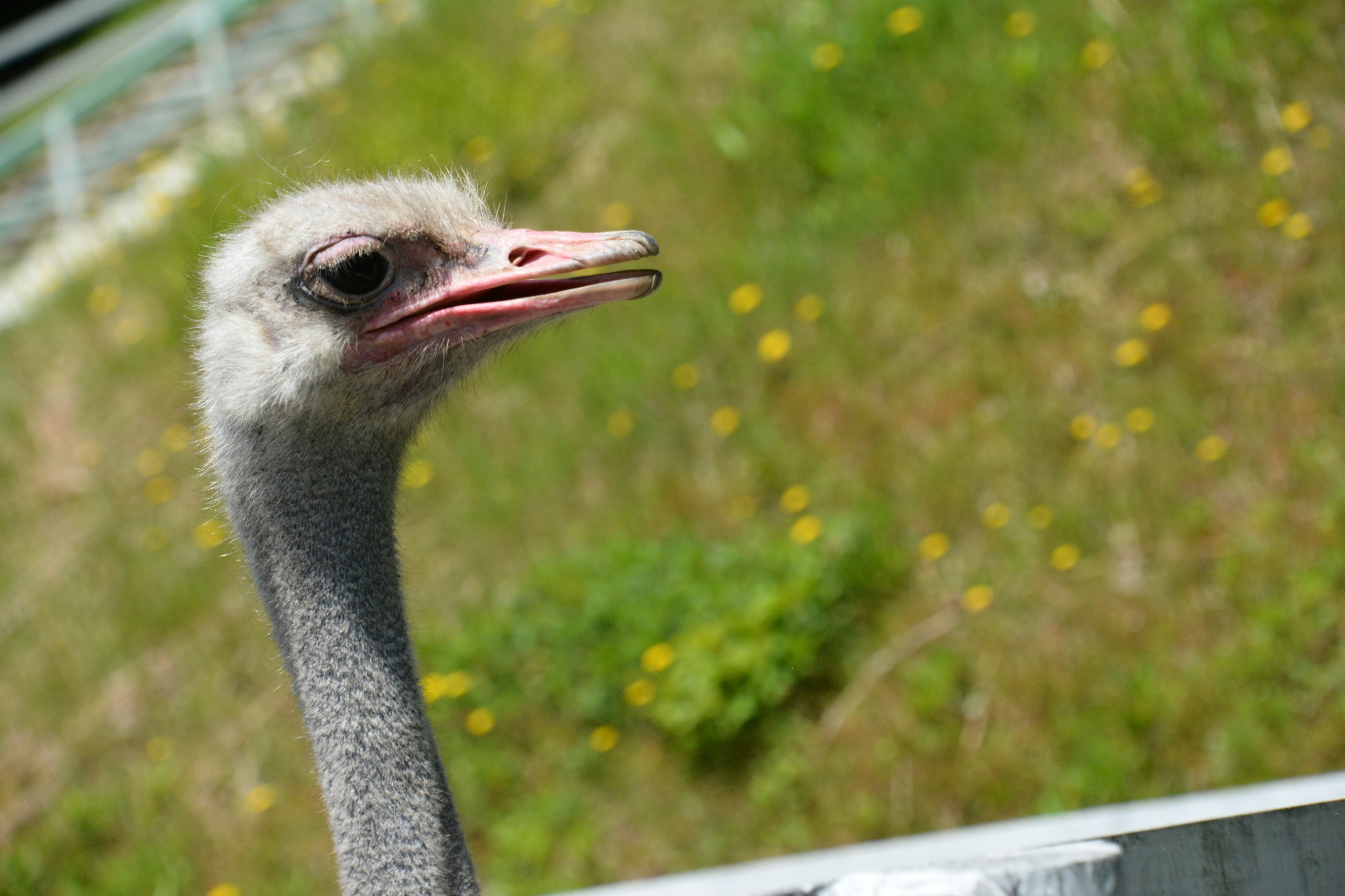 Close-up photo of an ostrich showcasing its distinctive face and eye