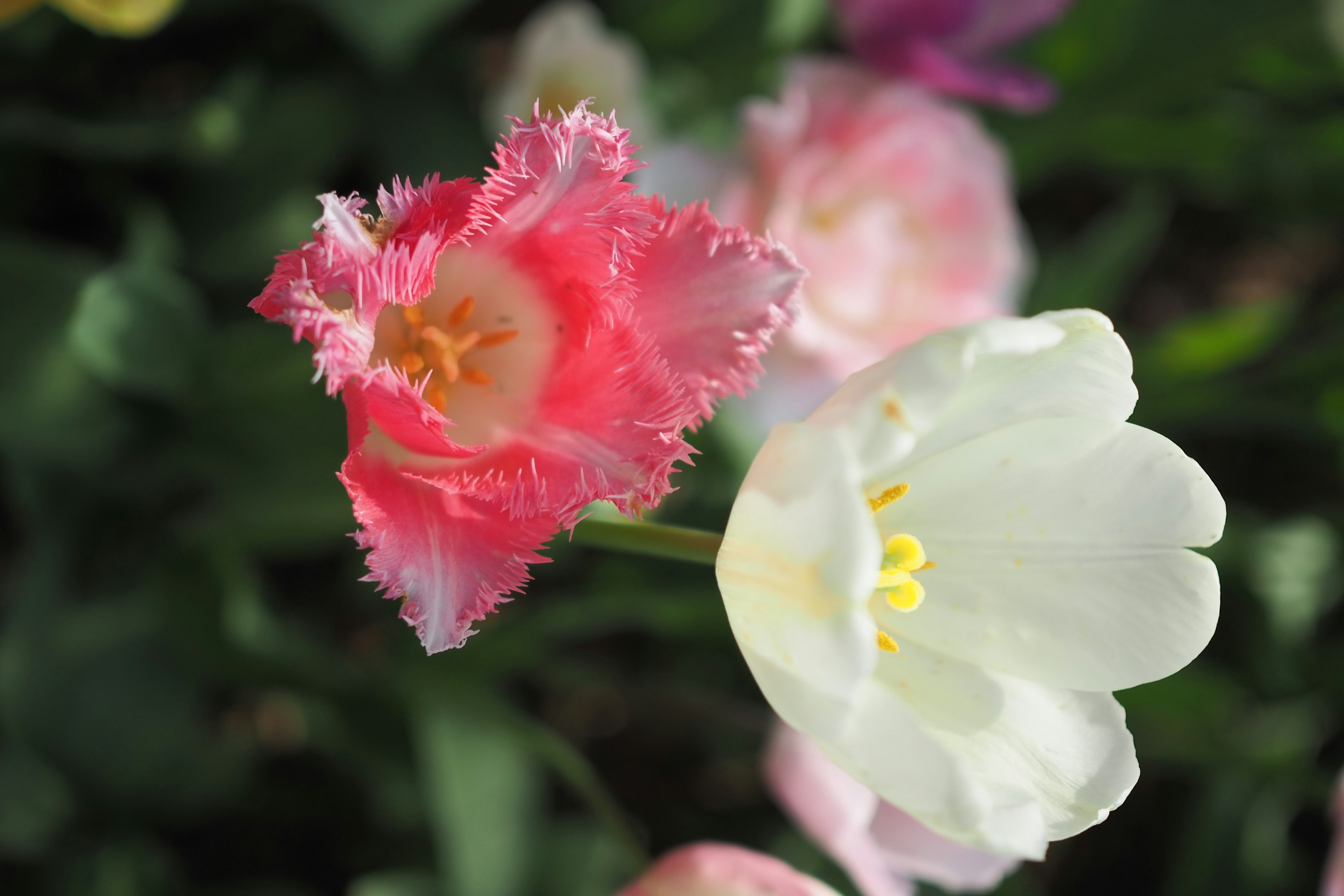 ピンクと白のチューリップの花が咲いている様子