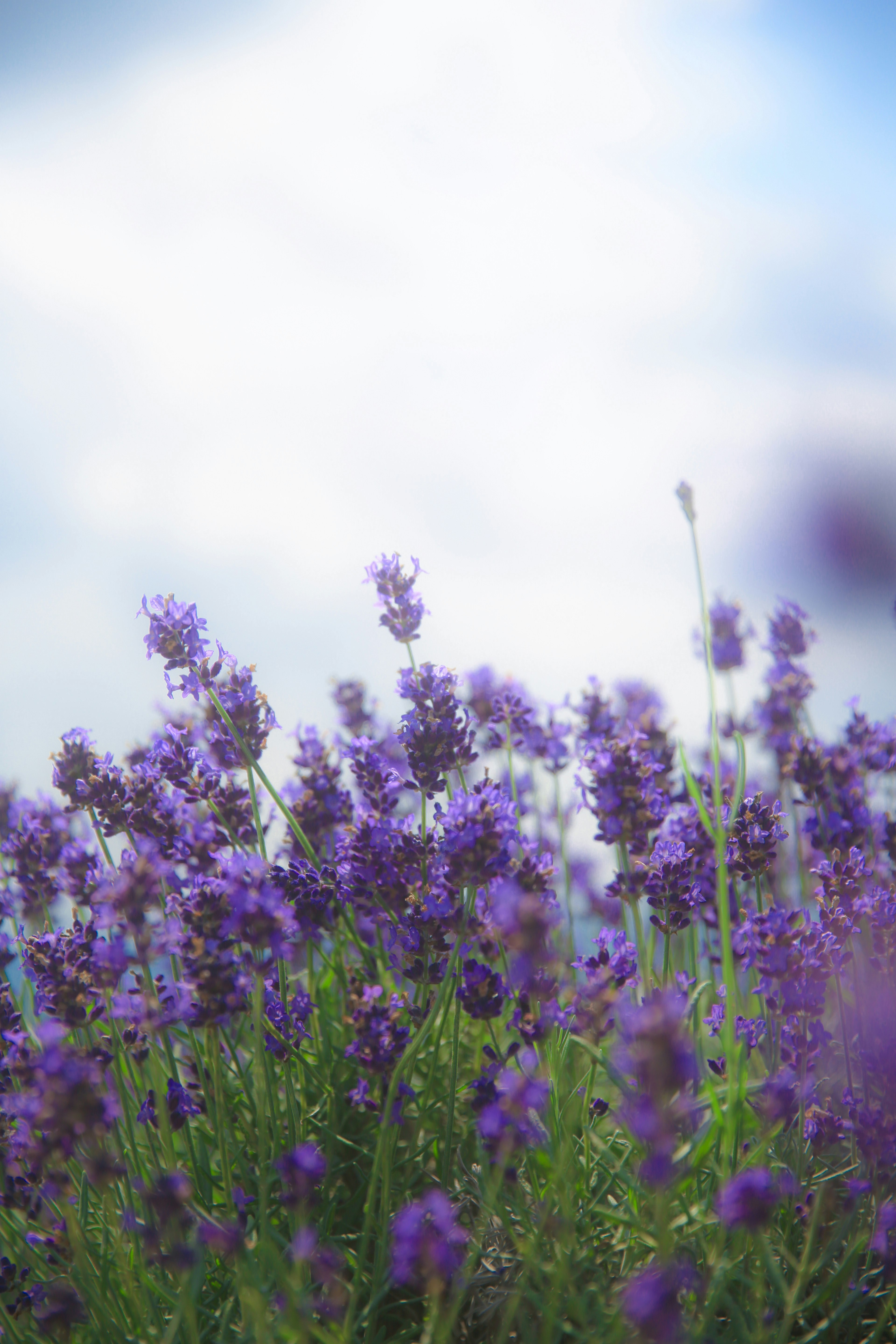 Lapangan bunga lavender ungu yang mekar di bawah langit mendung