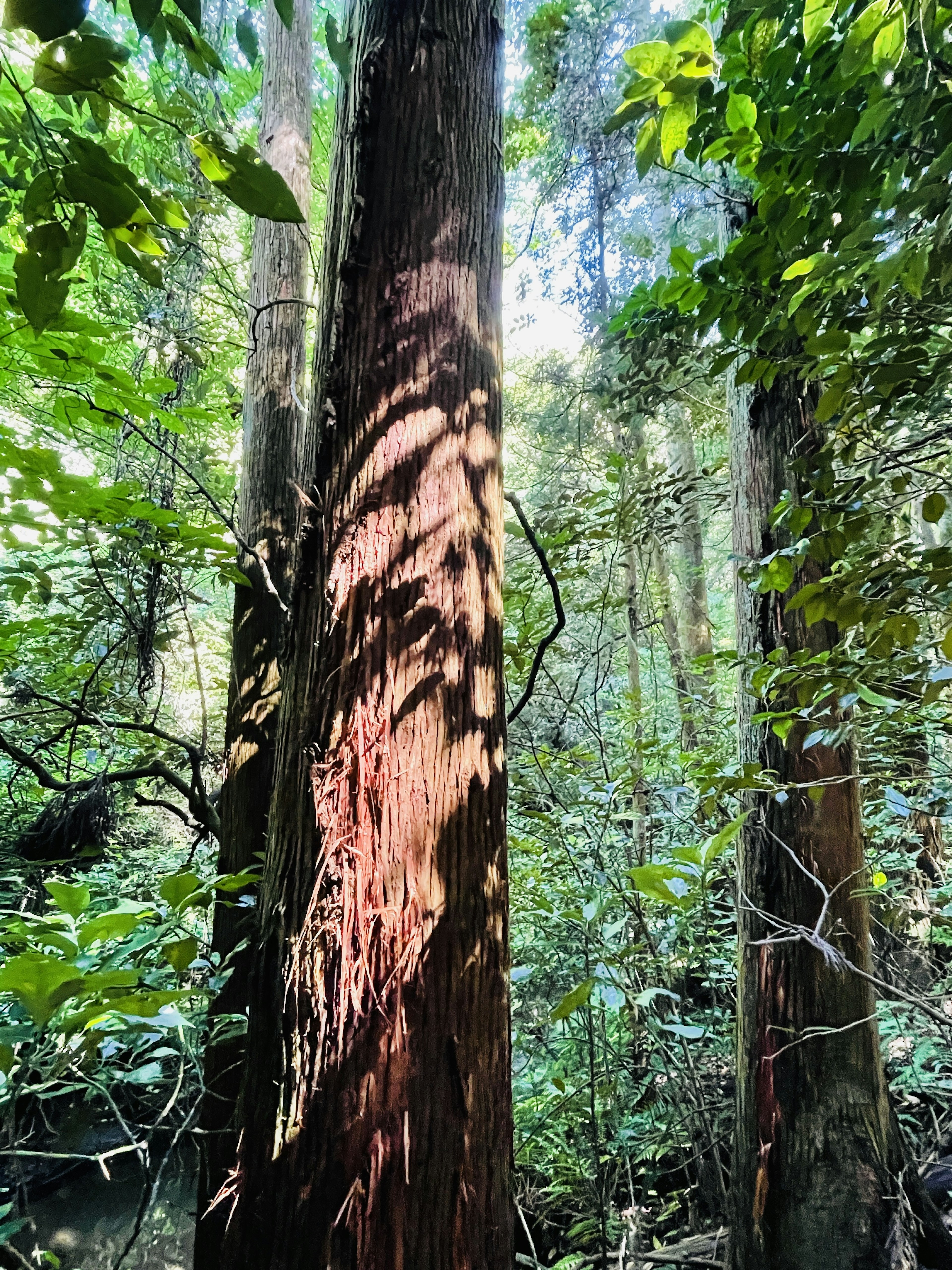 Ein großer Baumstamm in einem üppigen Wald mit Schatten, die sich auf seiner Oberfläche spiegeln