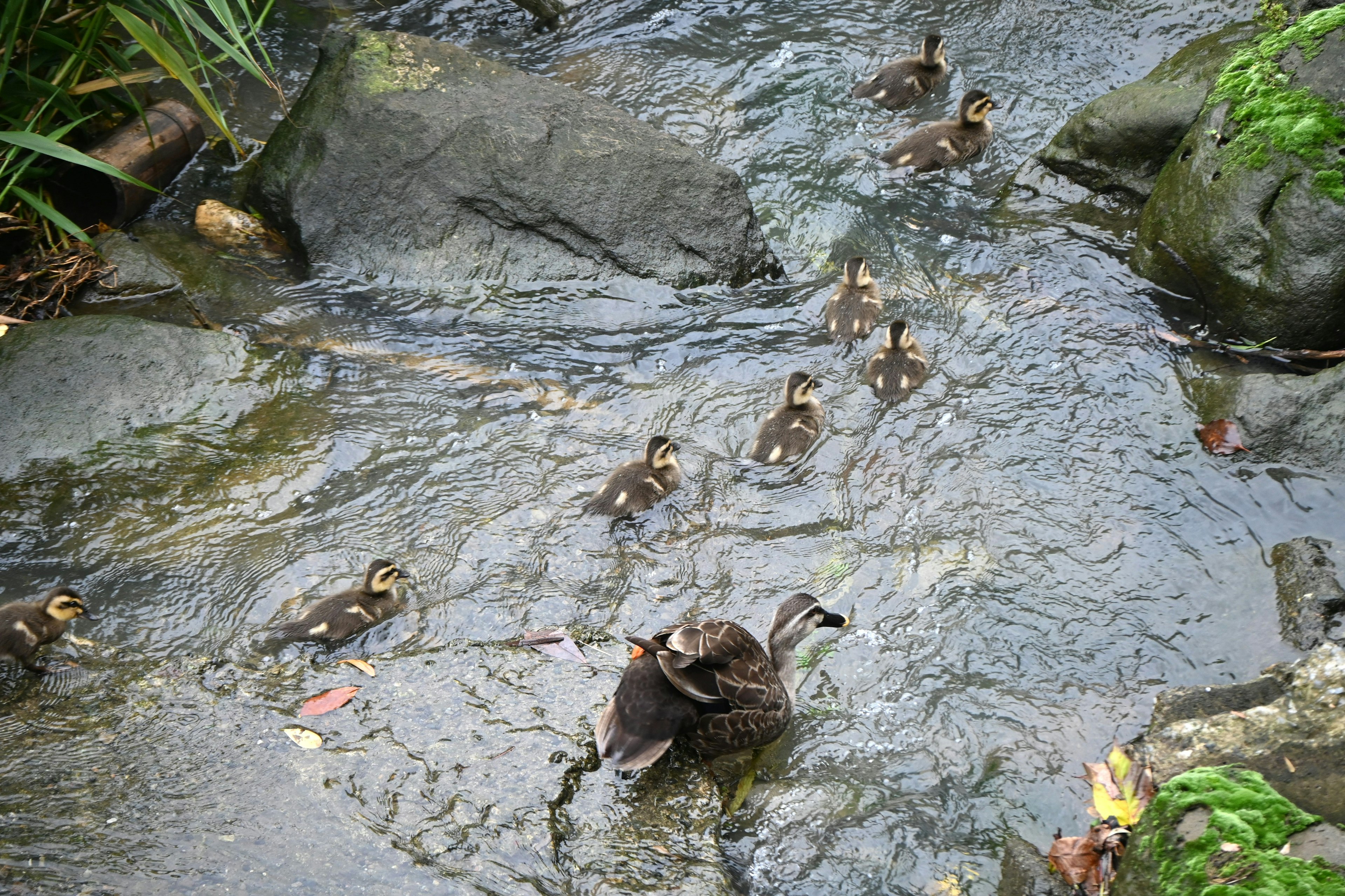 Induk bebek dengan anak-anaknya berenang di aliran sungai