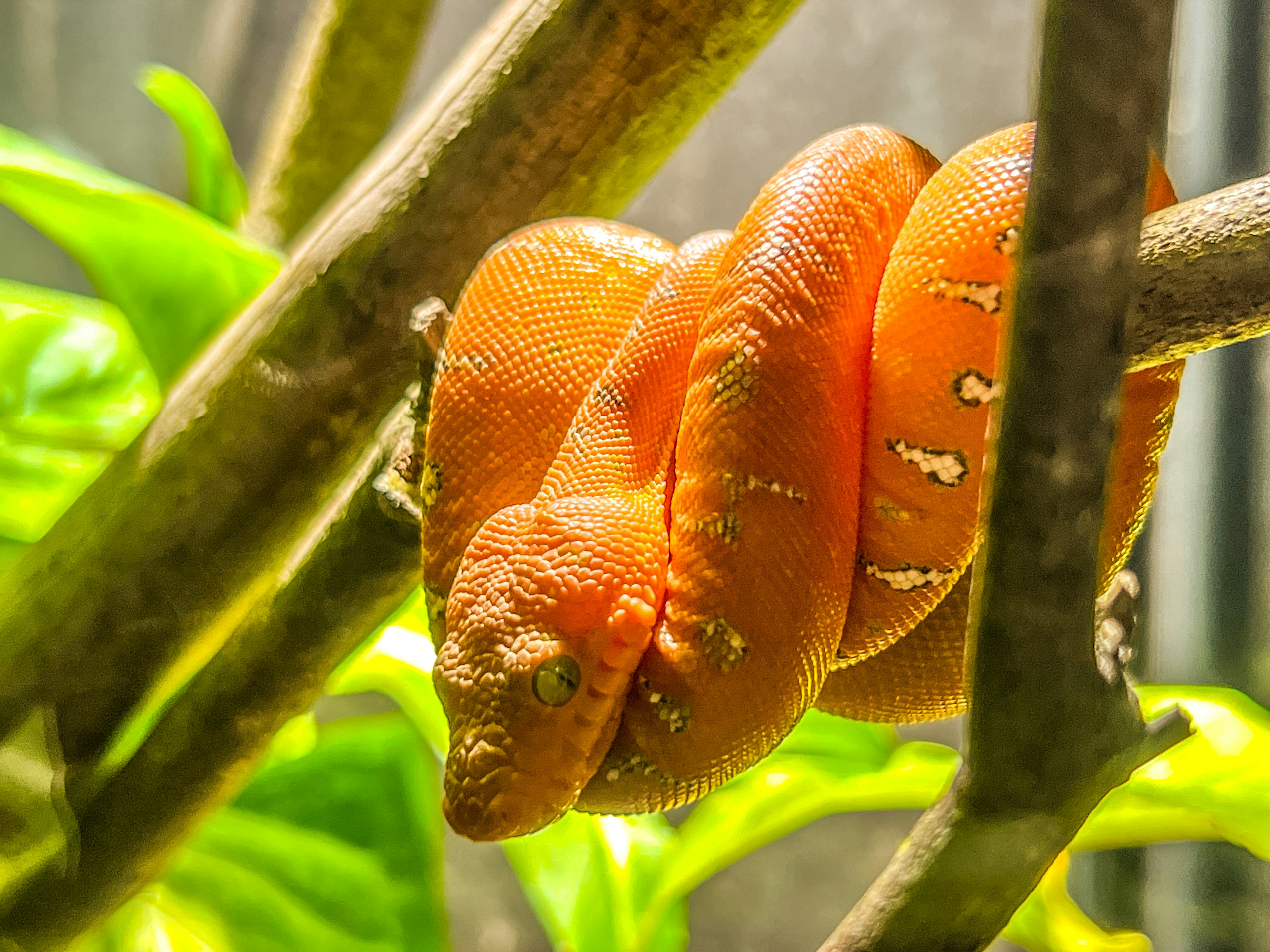 Vibrant orange boa constrictor coiled around tree branches