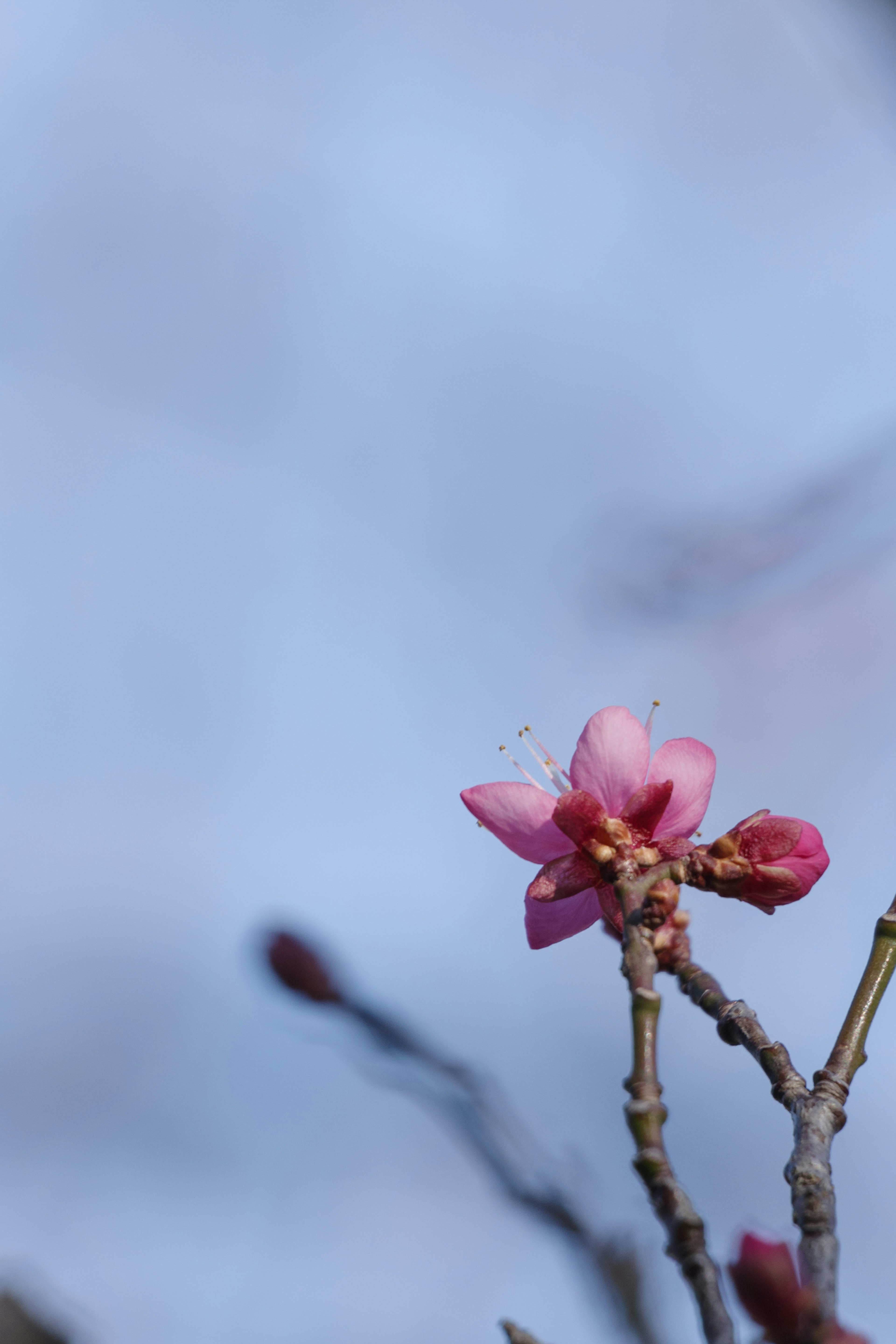 Kedekatan bunga pink di latar belakang biru muda