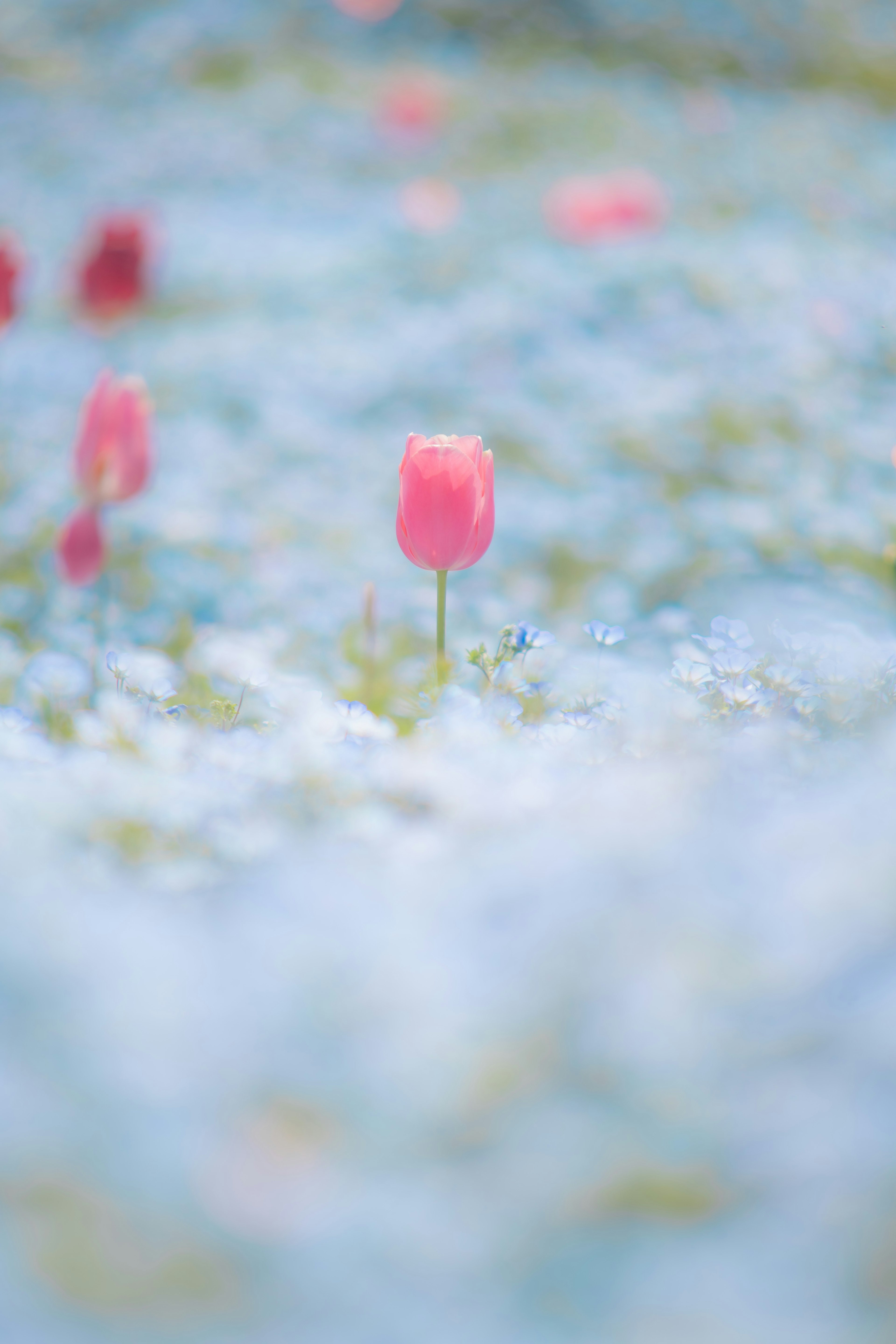 Tulipán rosa de pie en un campo de flores azules