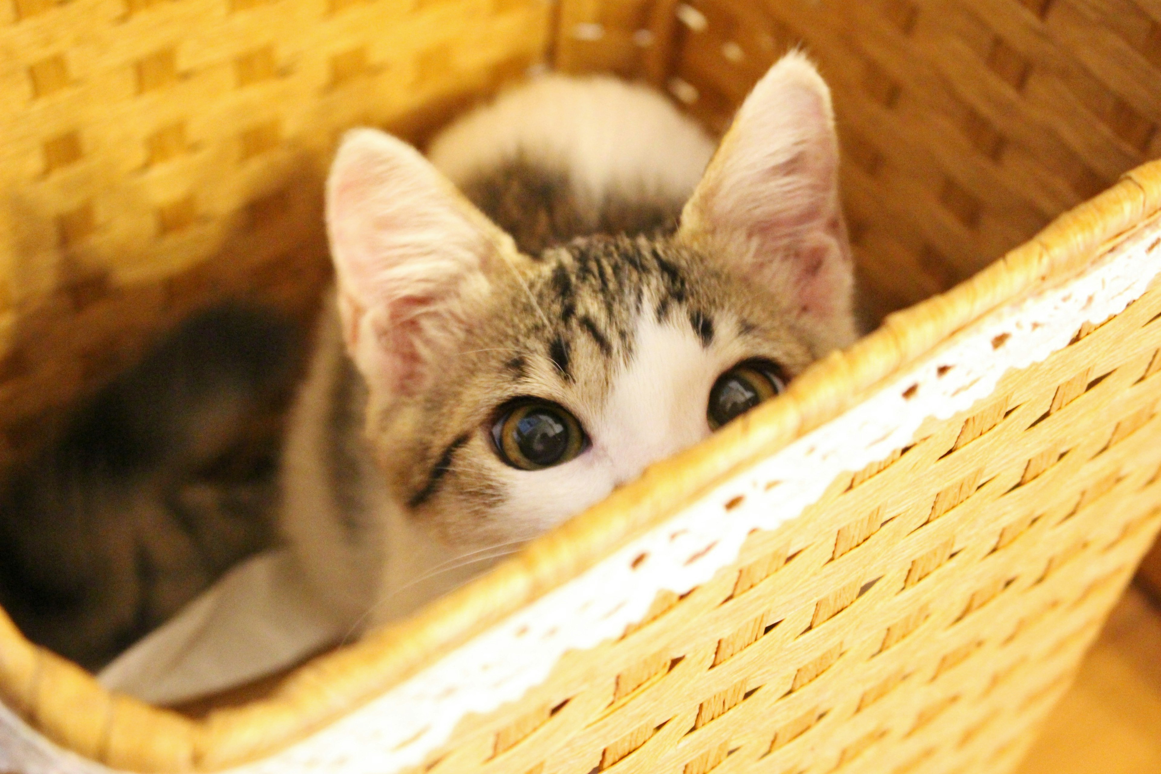 A kitten peeking out from a woven basket