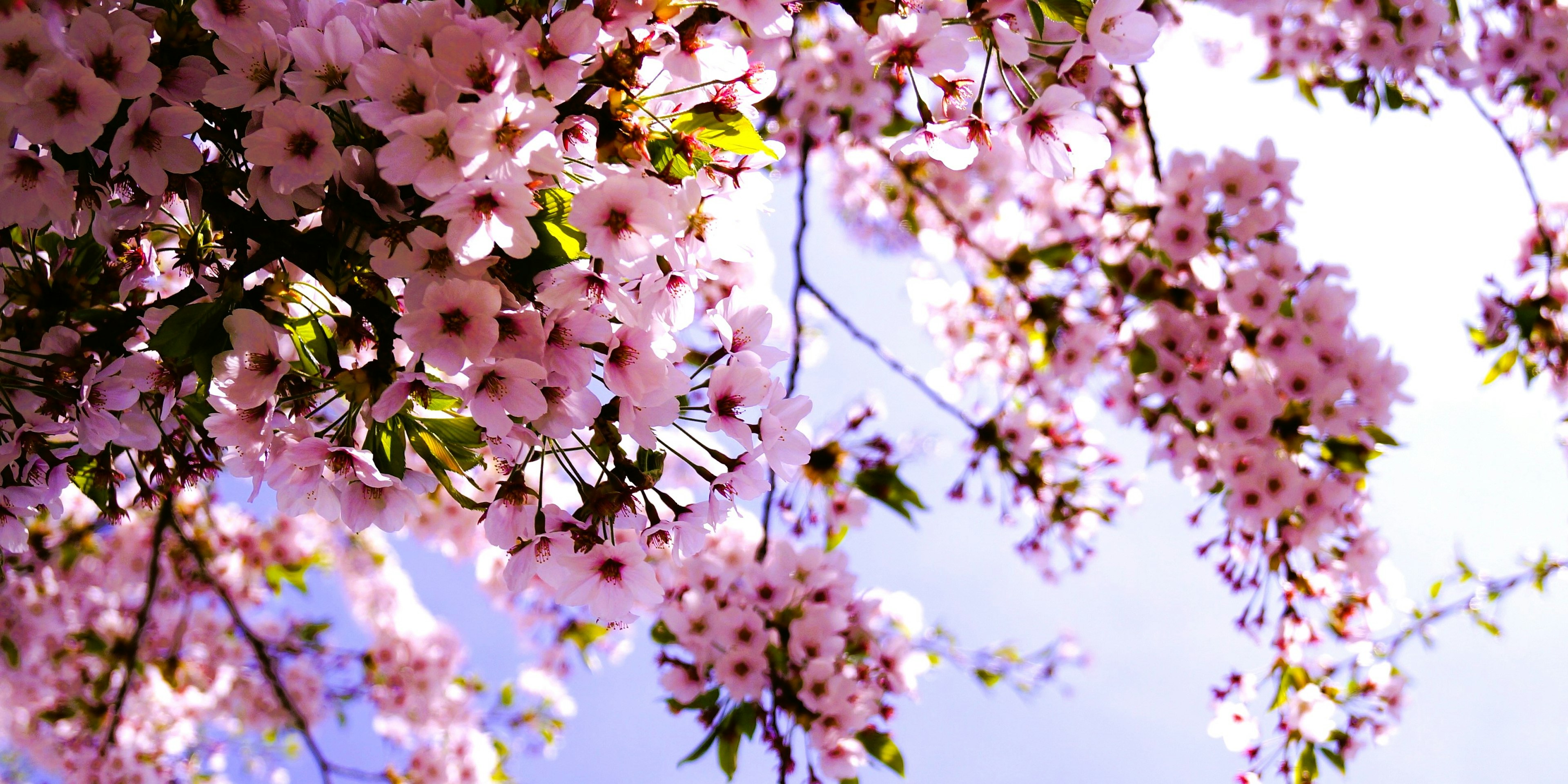 Bunga sakura yang indah mekar di bawah langit biru