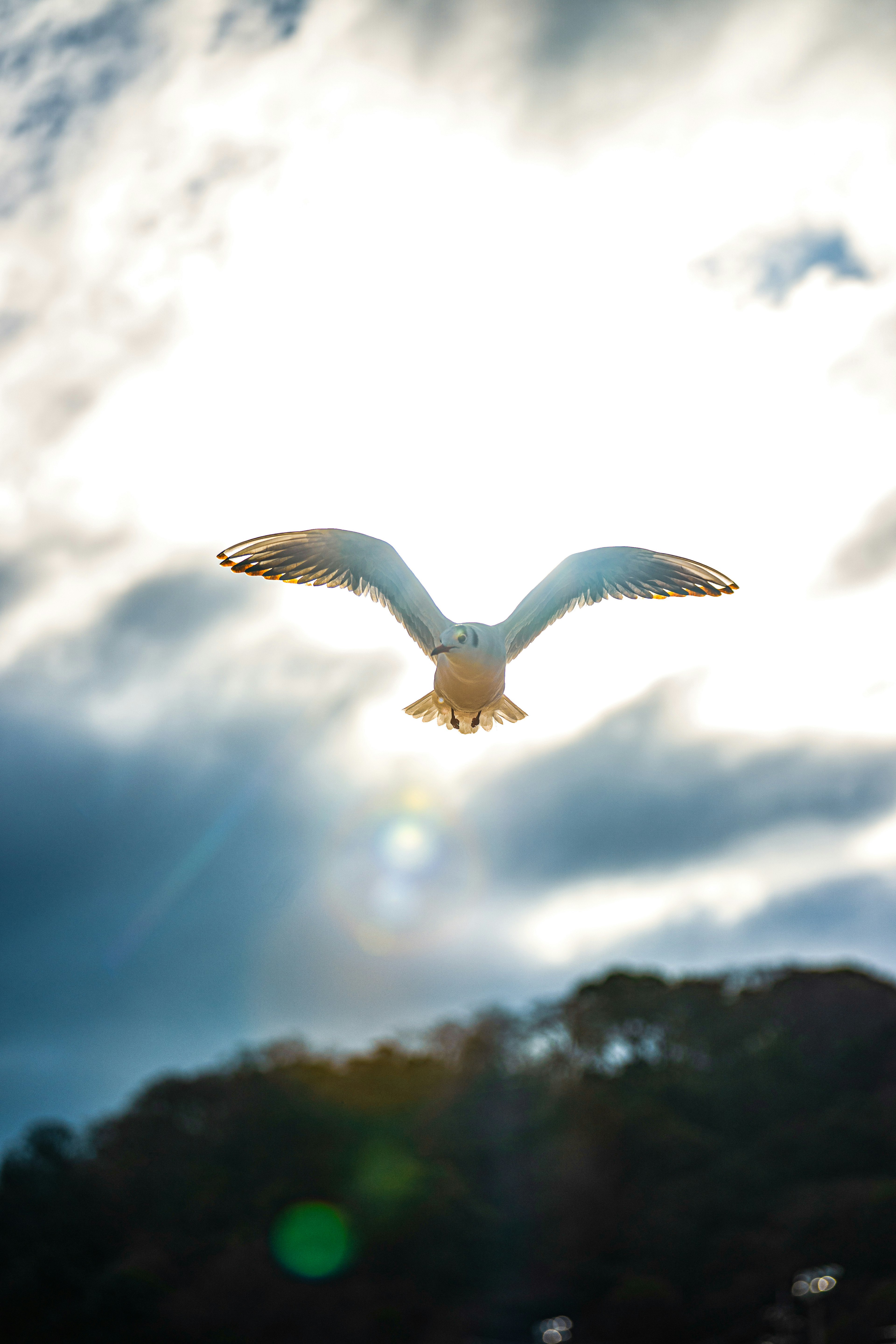 Möwe fliegt gegen einen hellen sonnigen Himmel