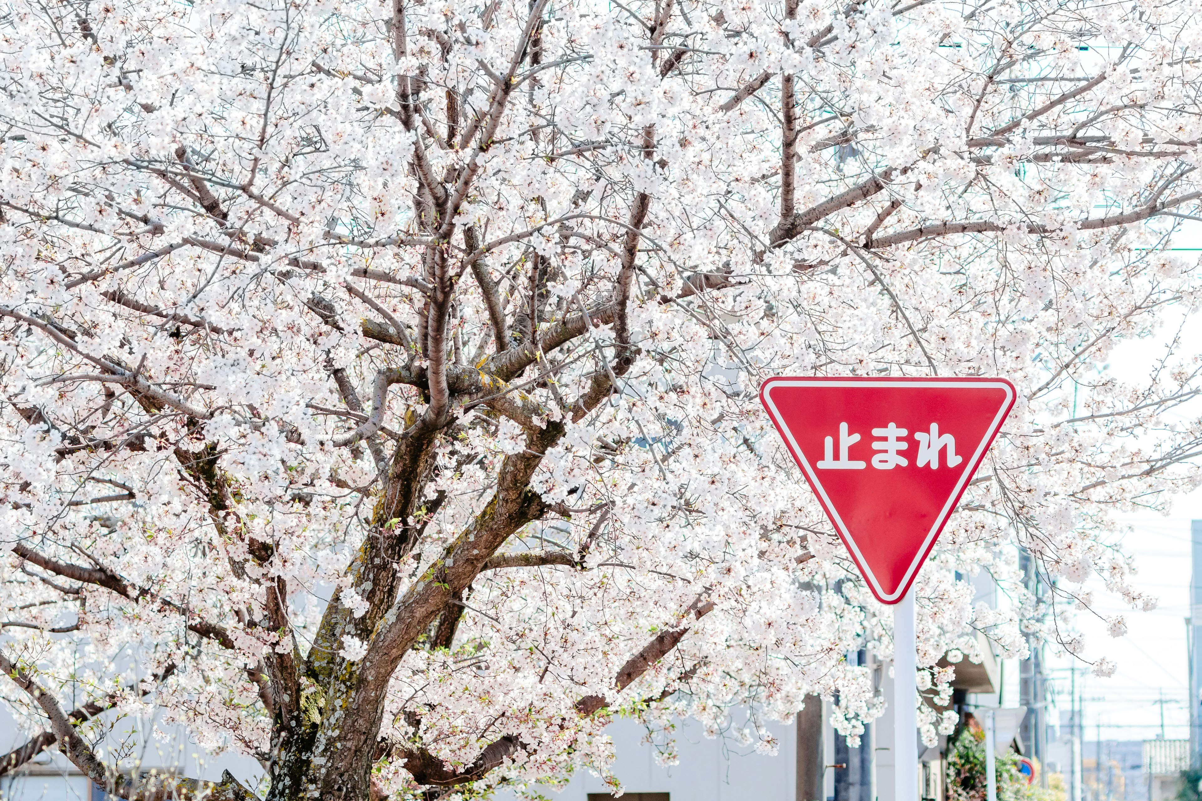 桜の木と赤い止まれの標識がある風景