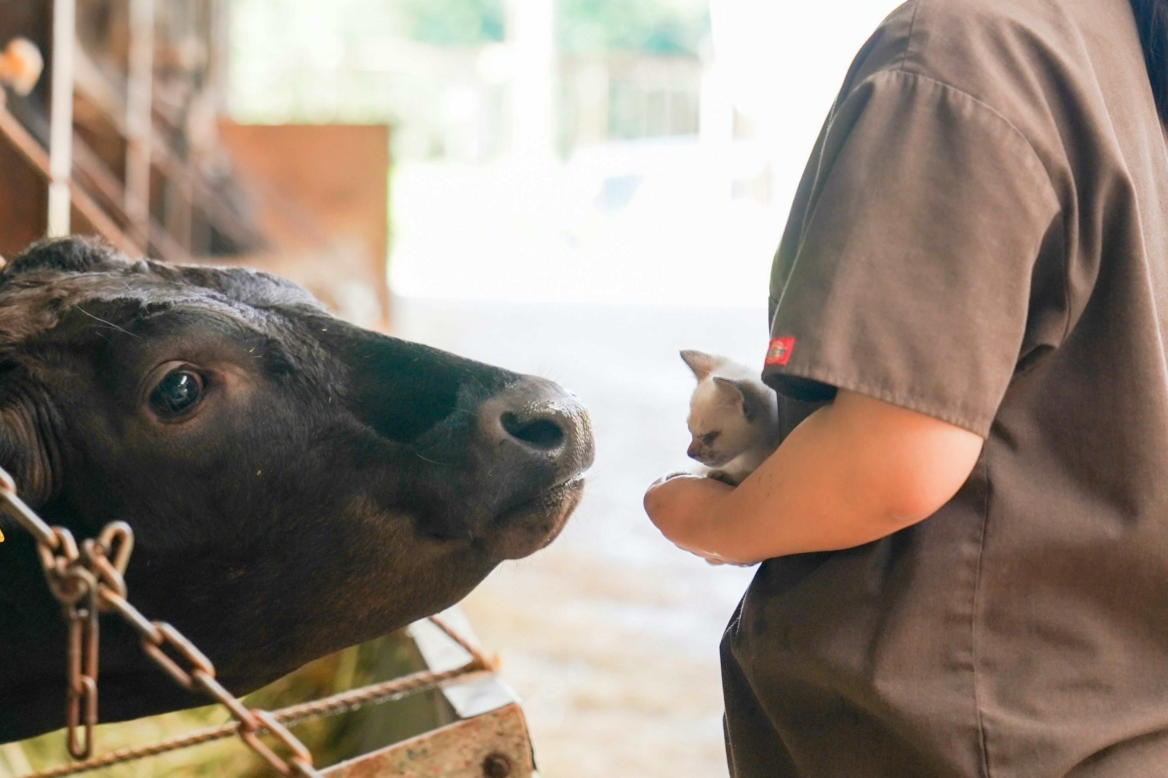 Scena di fattoria con una mucca e una persona che tiene un gattino