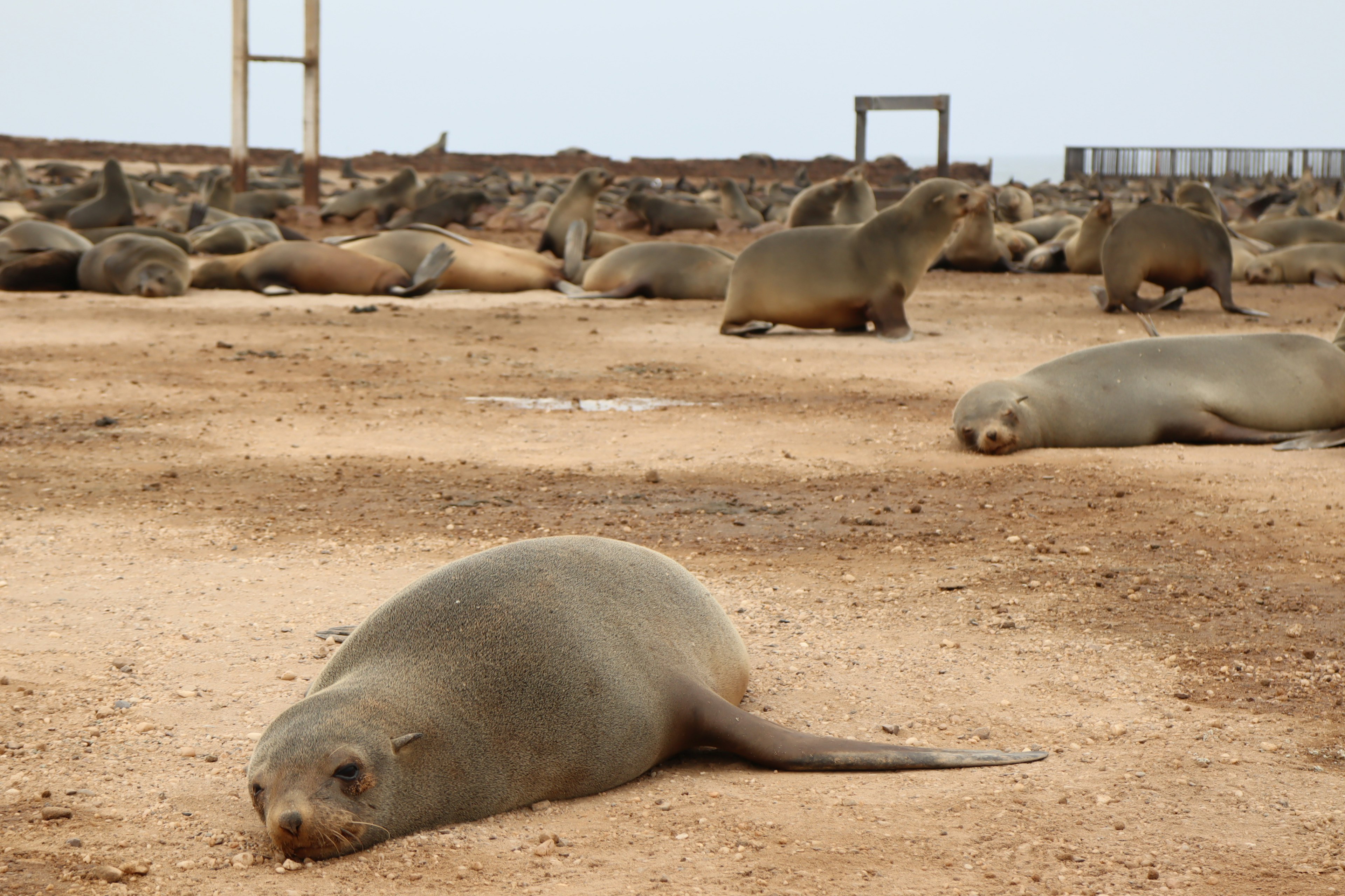 Seals lying on sandy ground in a natural habitat