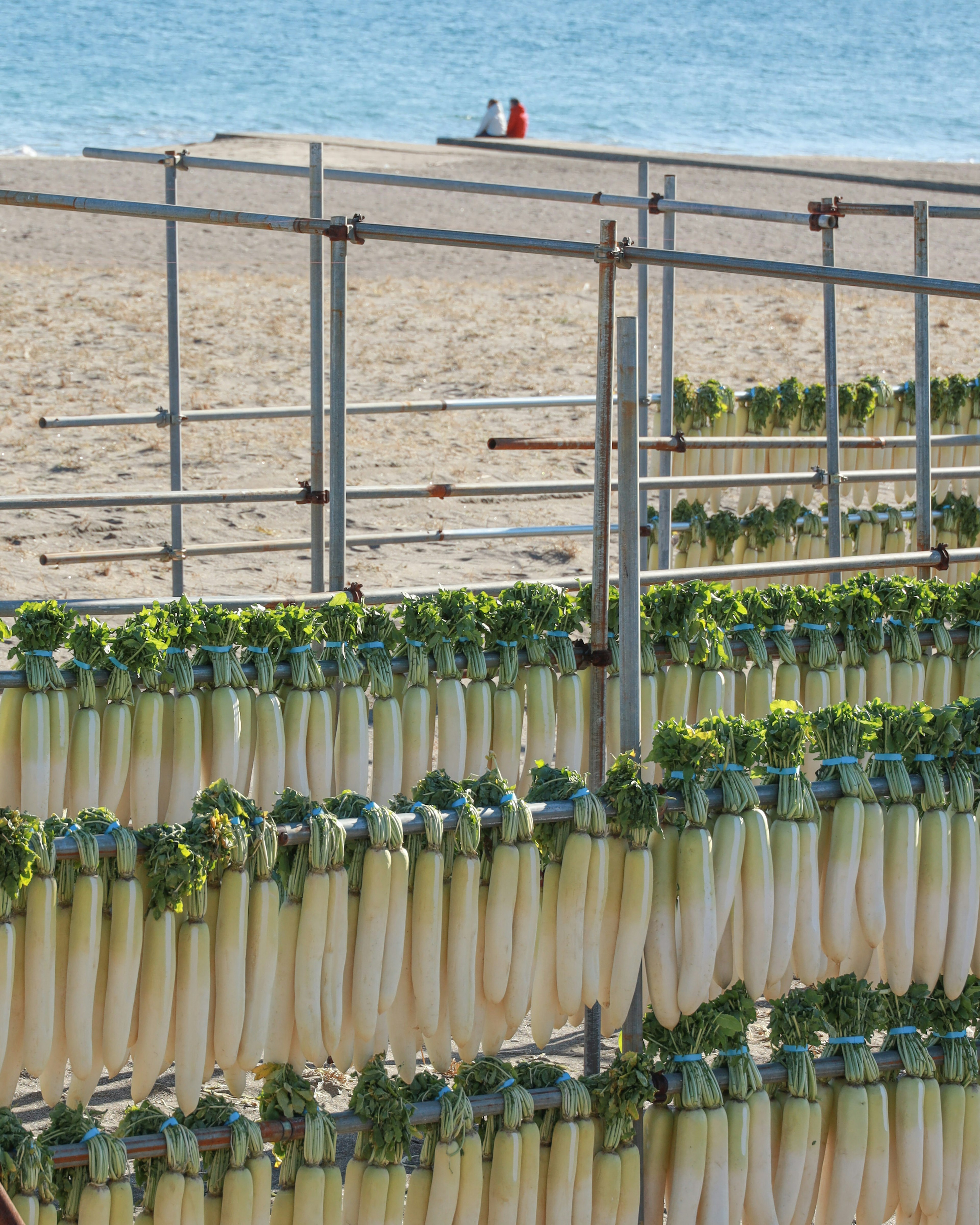 Radish bundles arranged by the beach with a metal frame