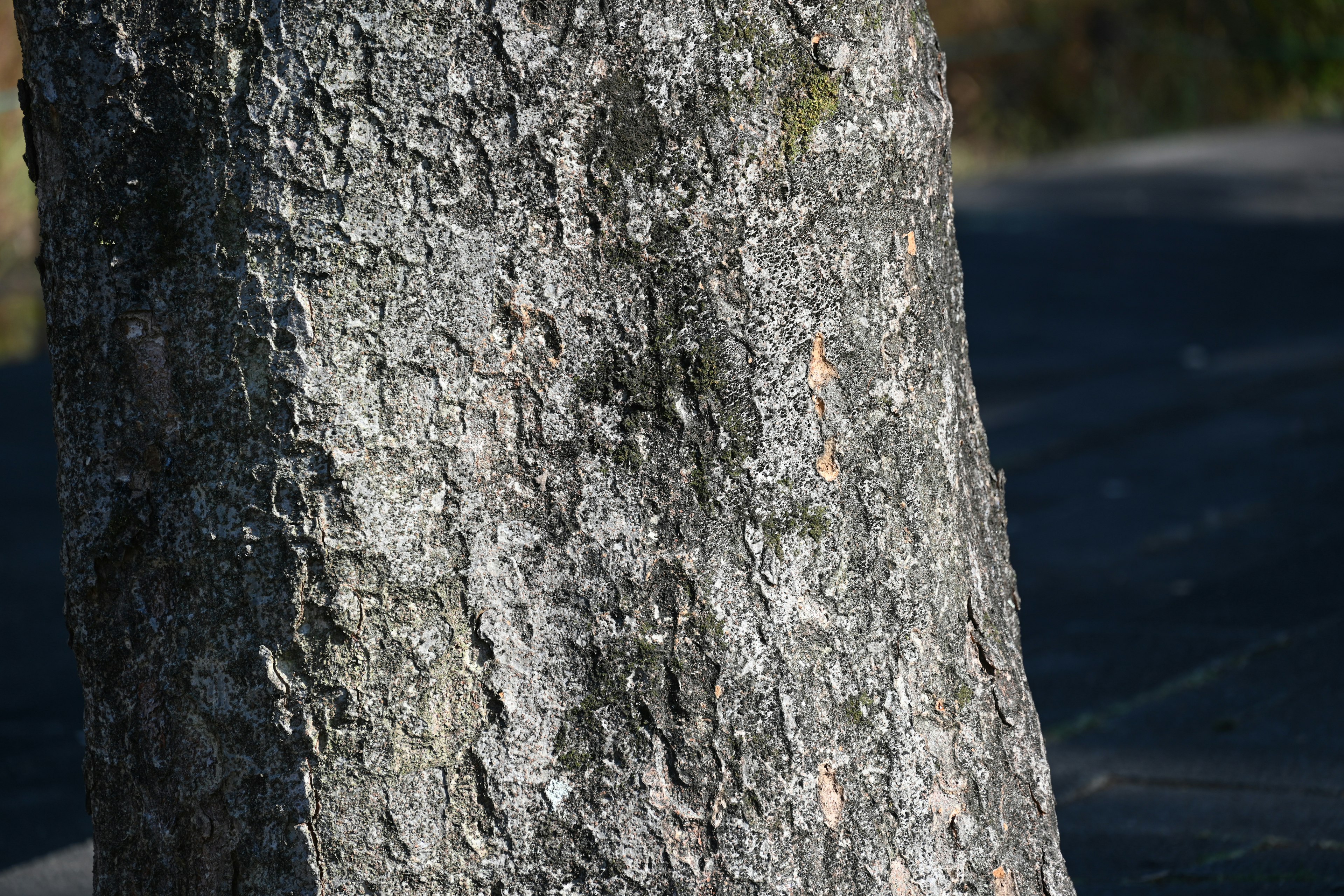 Detailed texture and patterns of a tree trunk