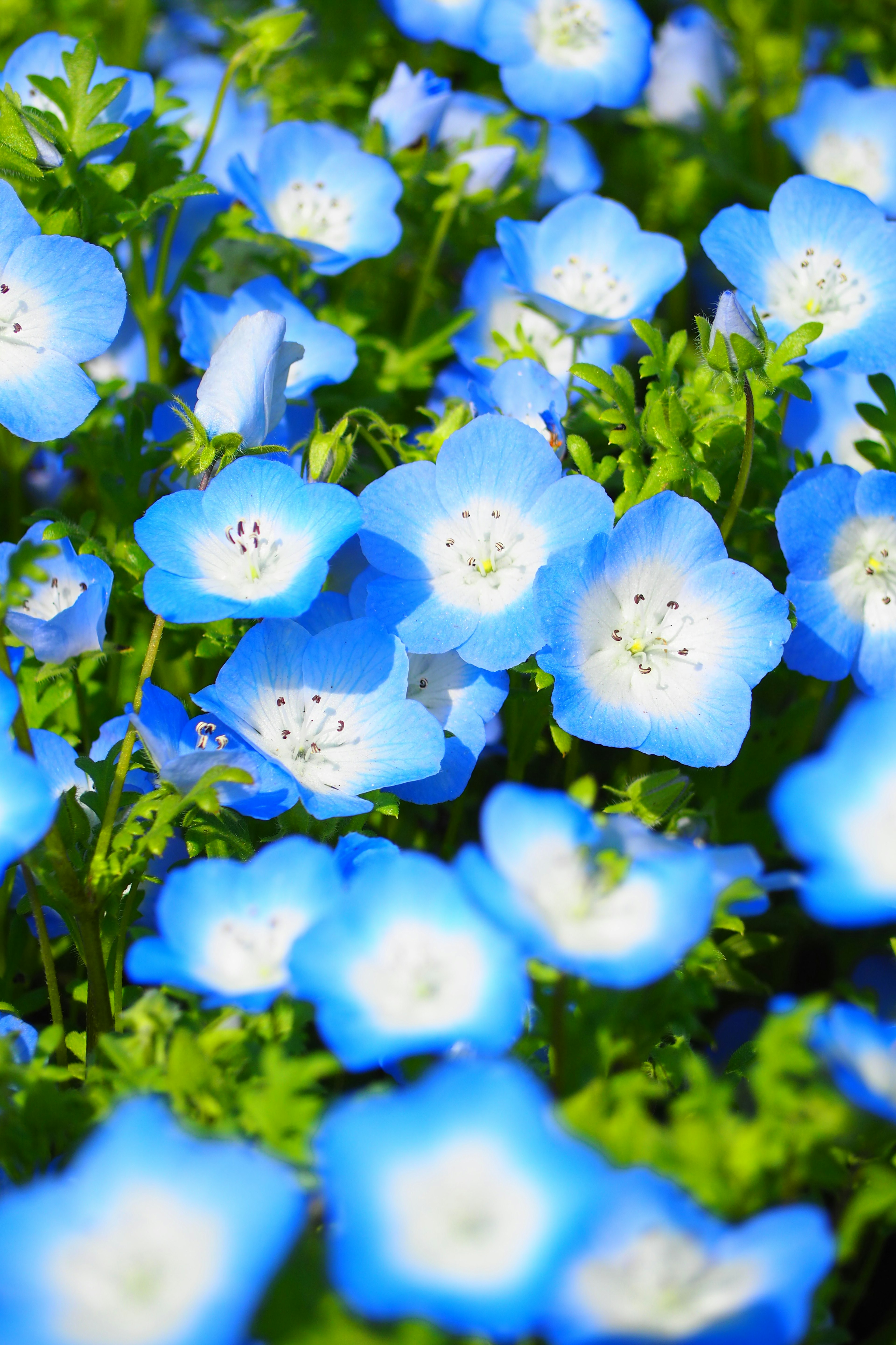 Un hermoso paisaje lleno de flores de nemophila azules