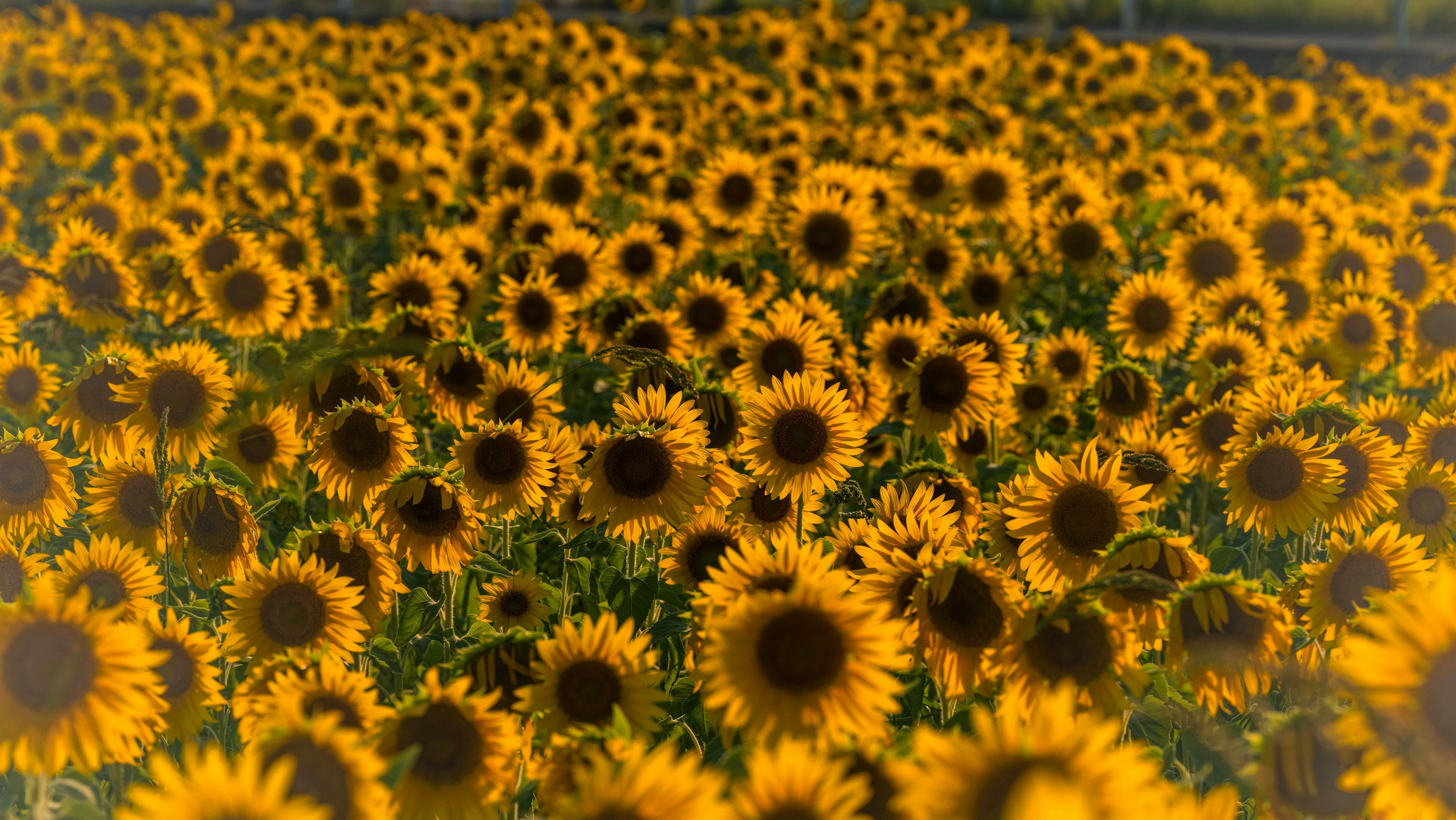 Weites Feld mit leuchtend gelben Sonnenblumen