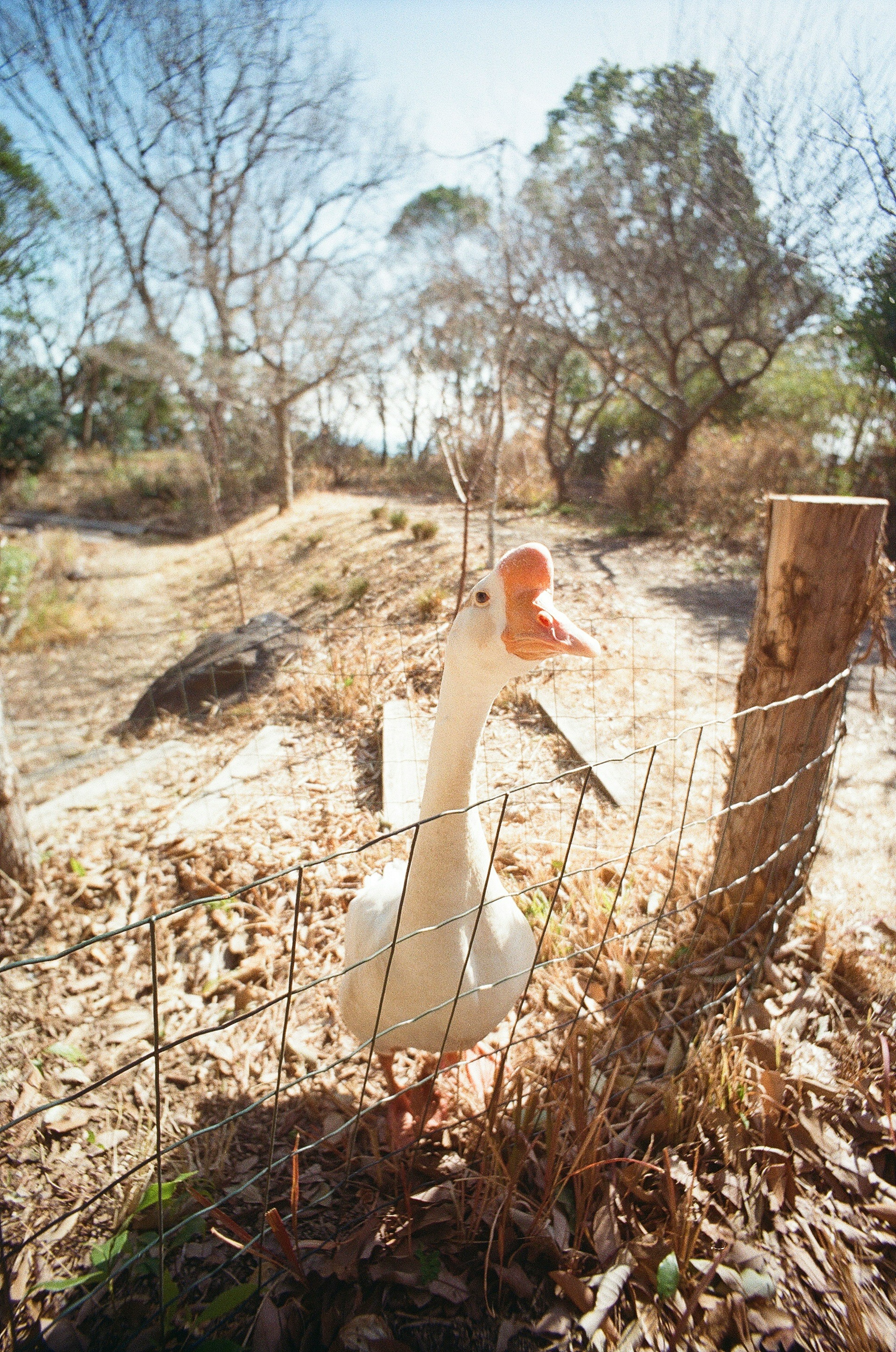 Un ganso blanco de pie en un campo con árboles al fondo