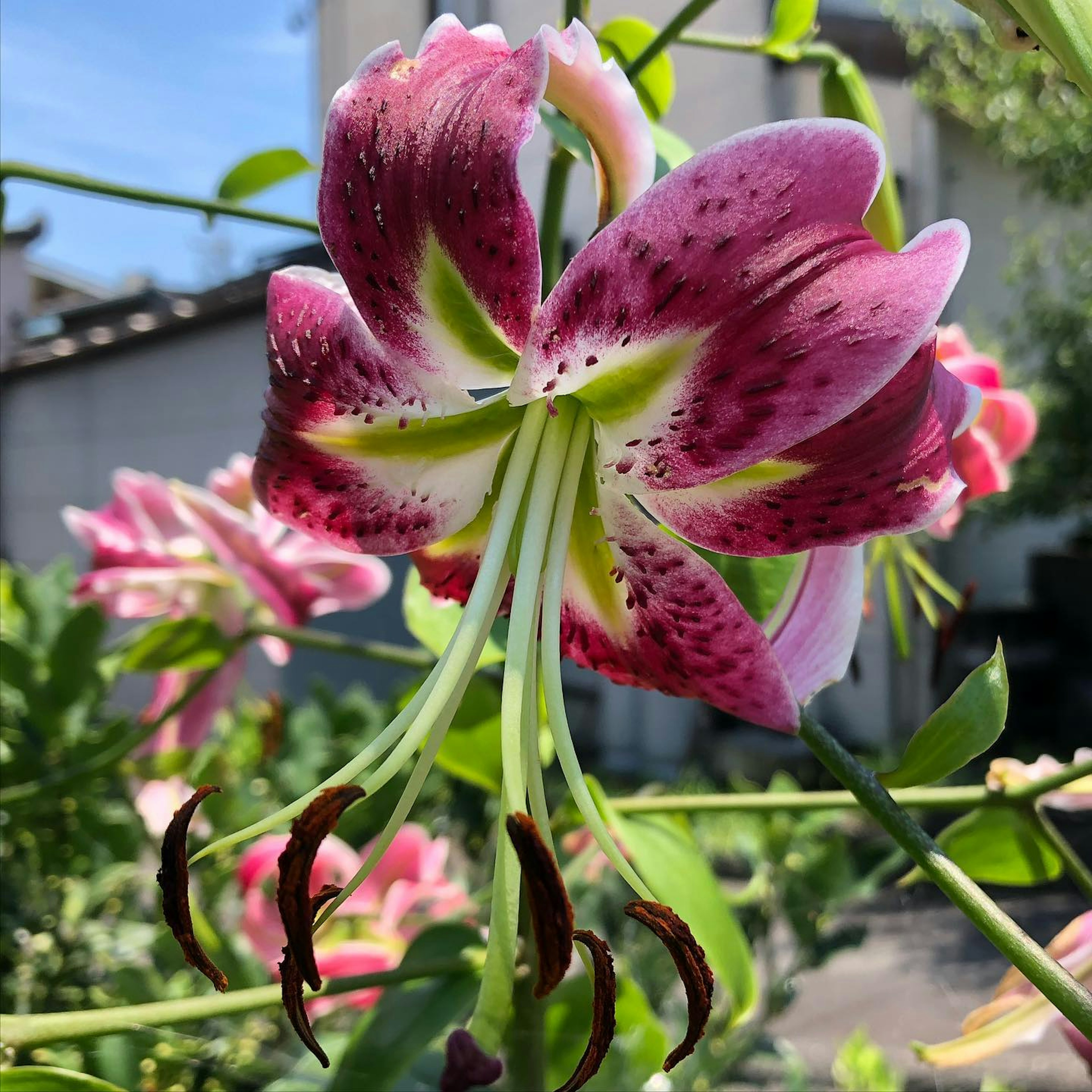 美丽的粉色和白色百合花的特写