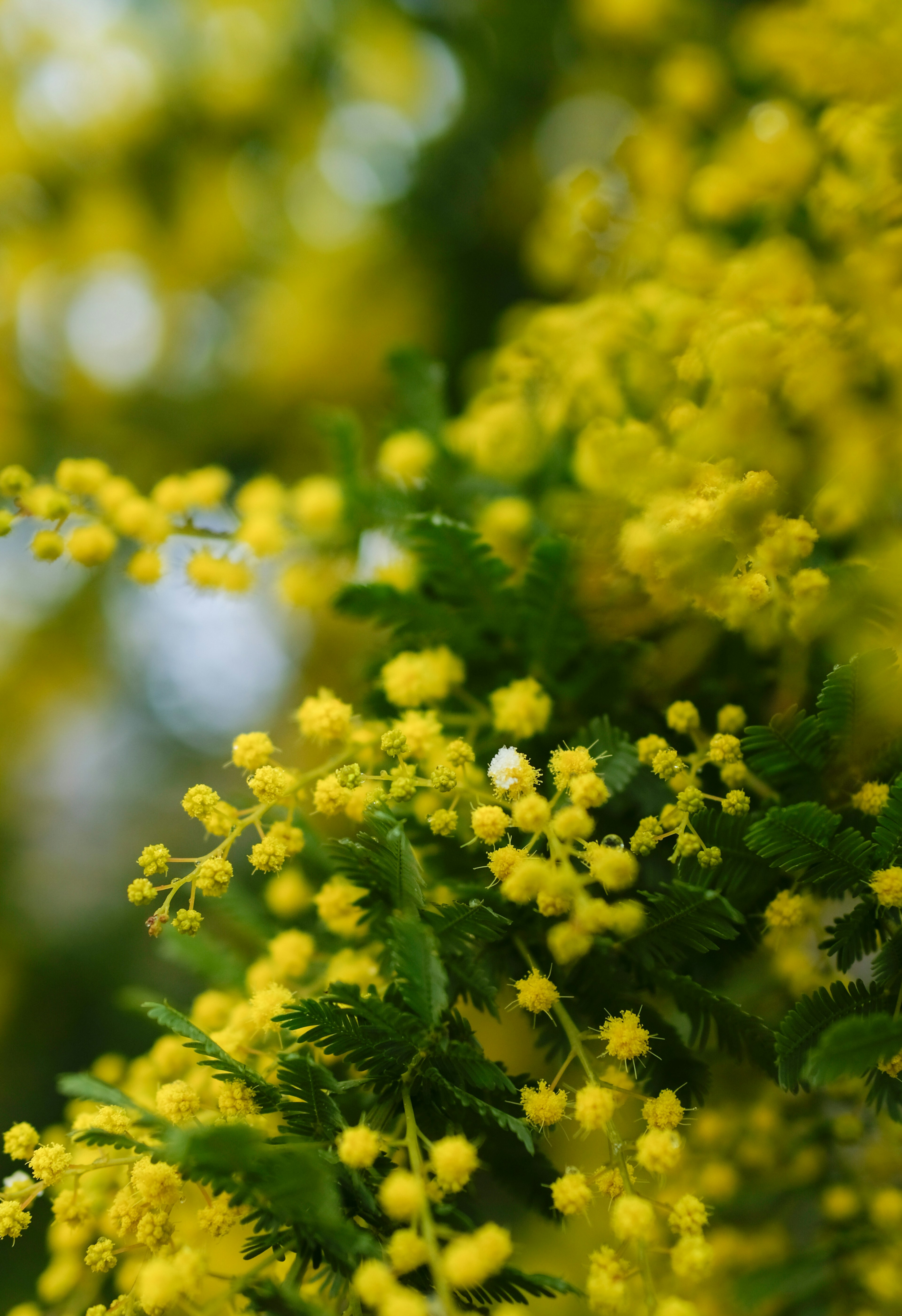 Bunga mimosa kuning cerah dikelilingi daun hijau