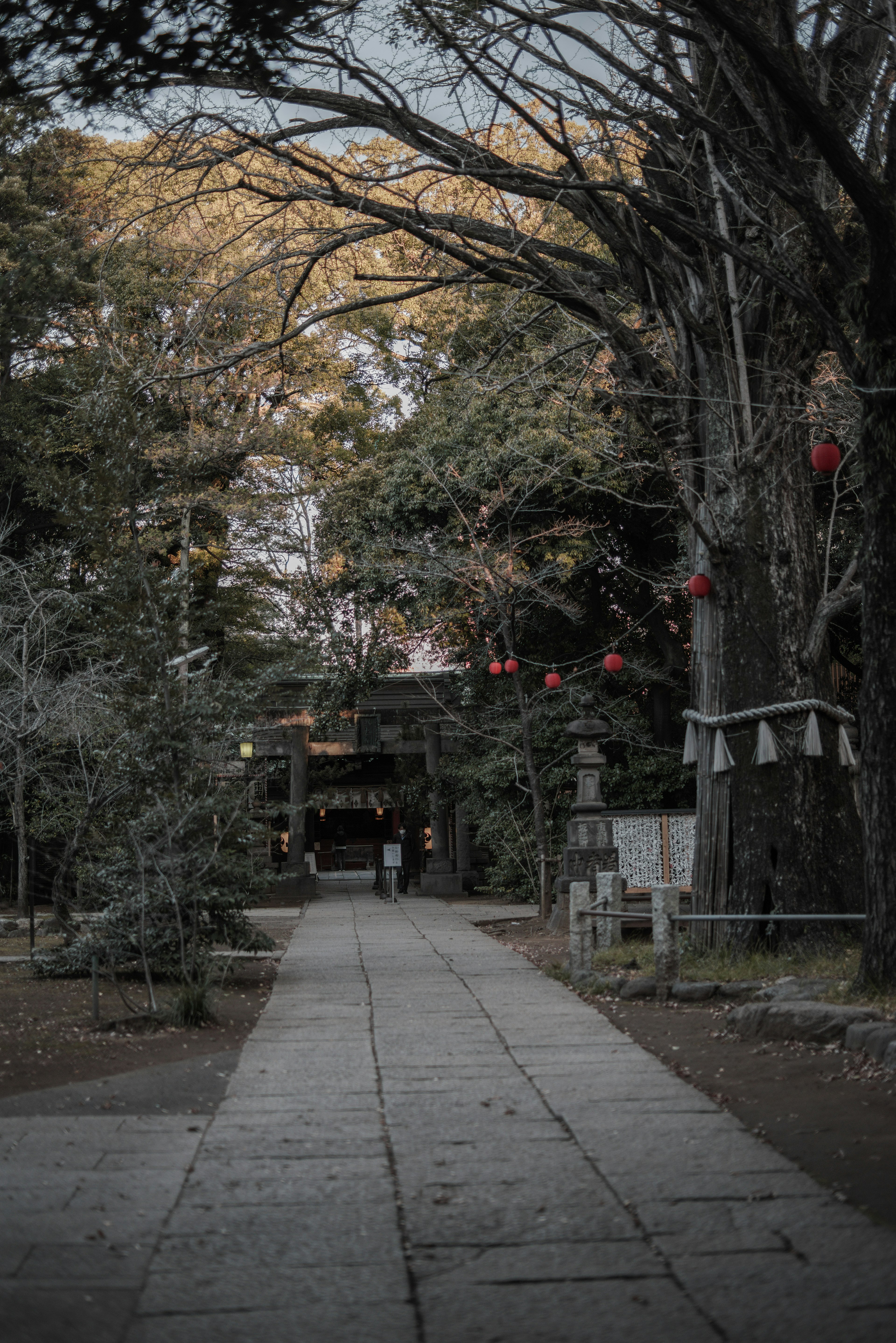 Quiet path lined with trees and red lanterns at a shrine