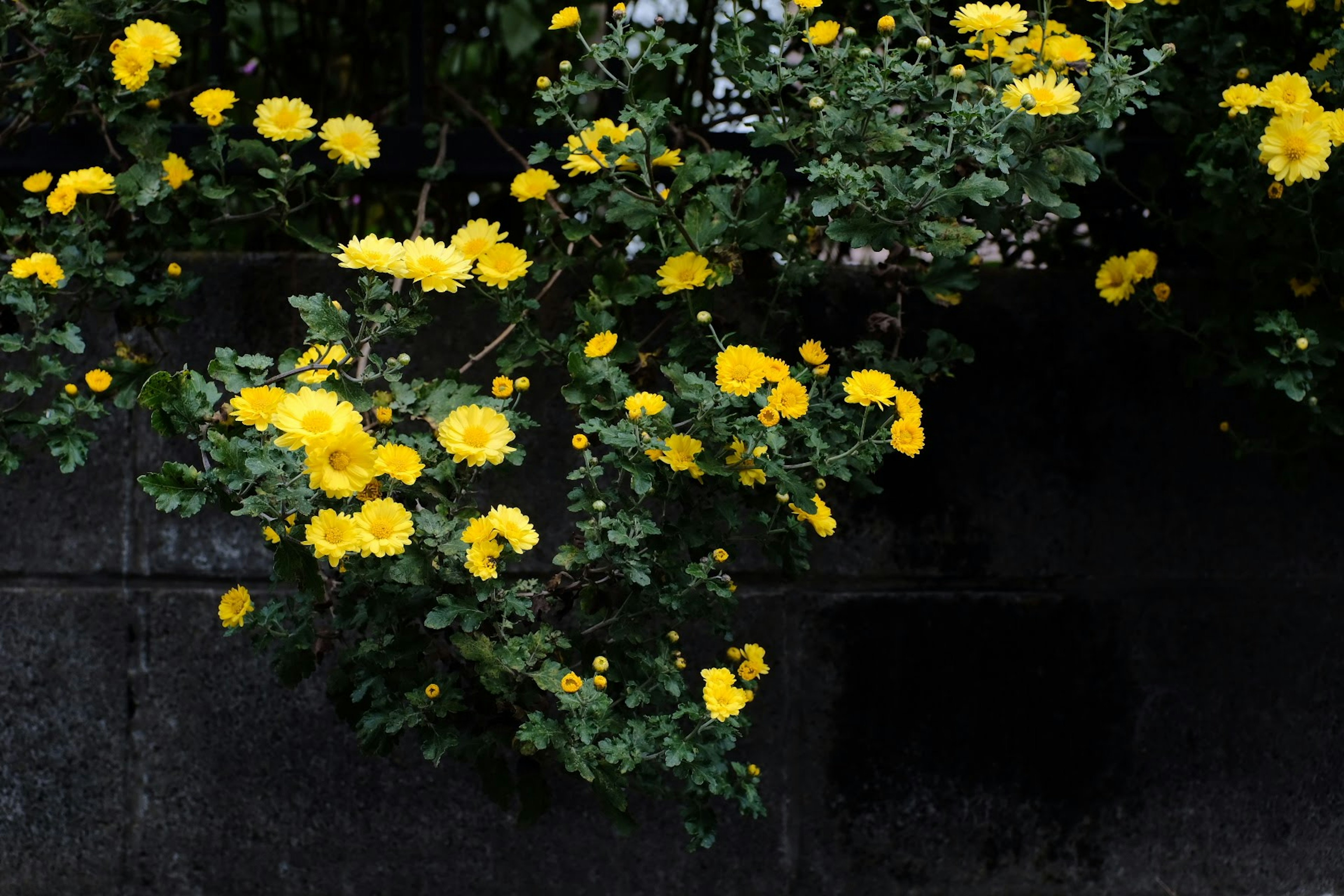 Cespuglio di fiori gialli contro un muro scuro