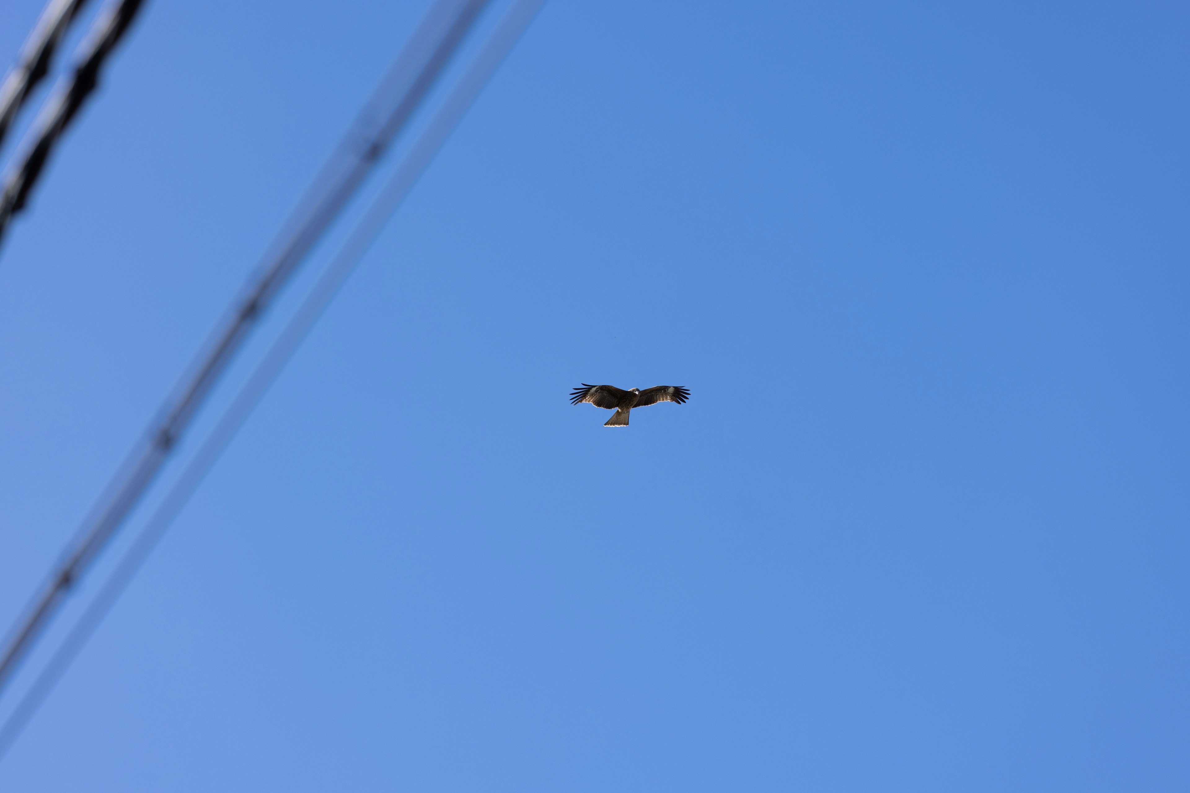 Un pájaro volando contra un cielo azul El pájaro tiene plumas negras y blancas