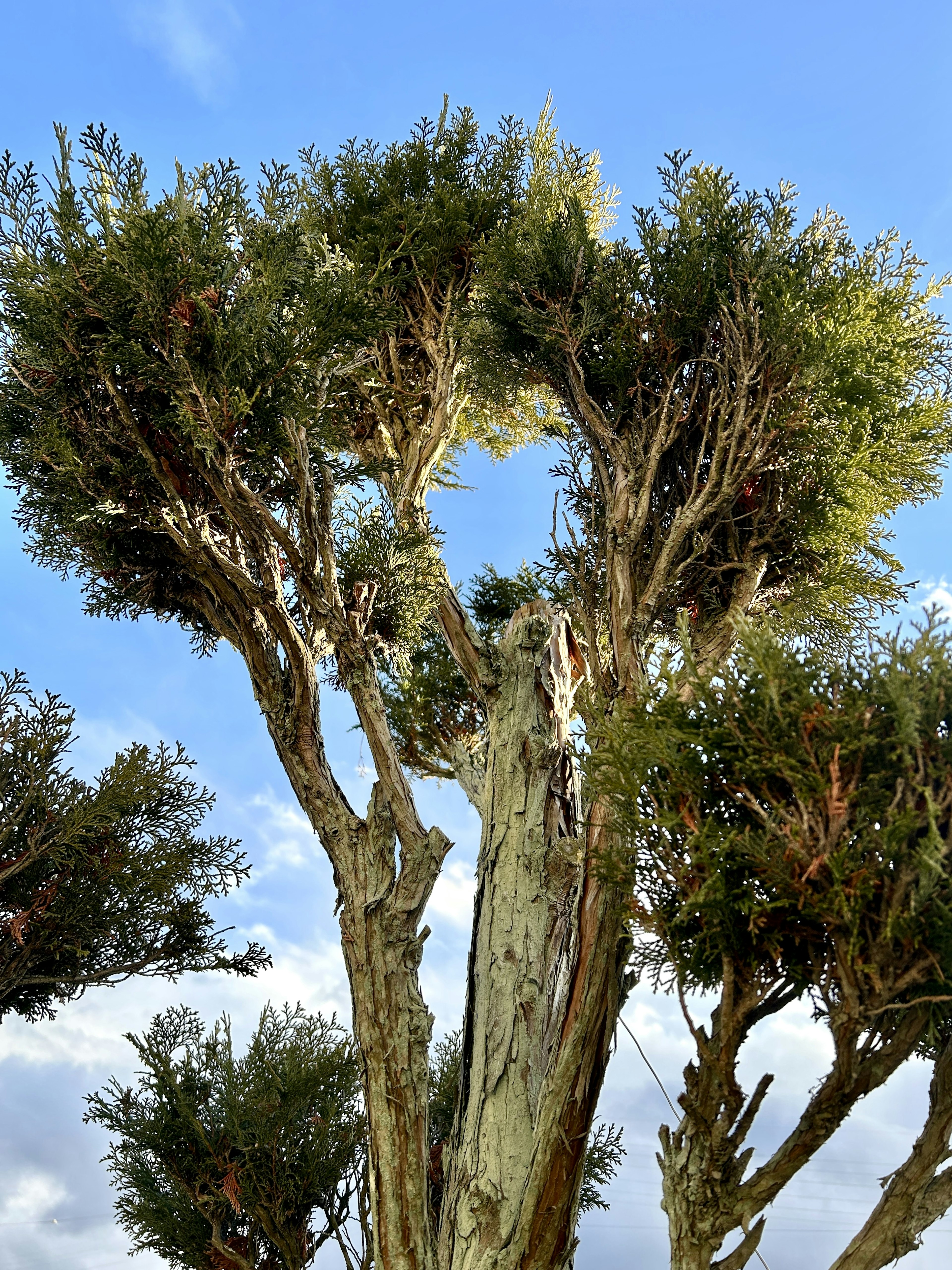 Unique shaped tree under a blue sky