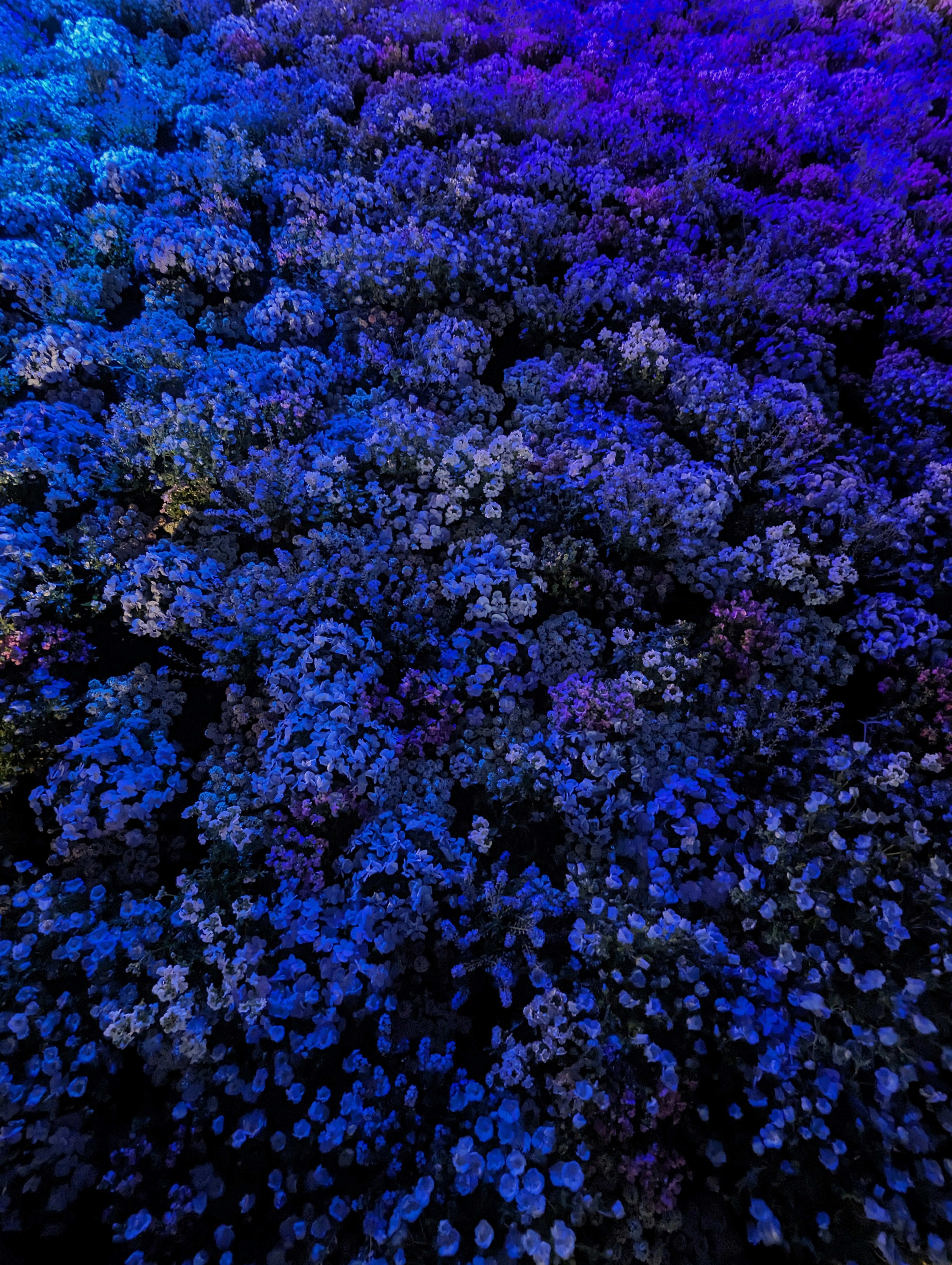 Nahaufnahme eines Blumenfeldes, das von blauen Lichtern beleuchtet wird