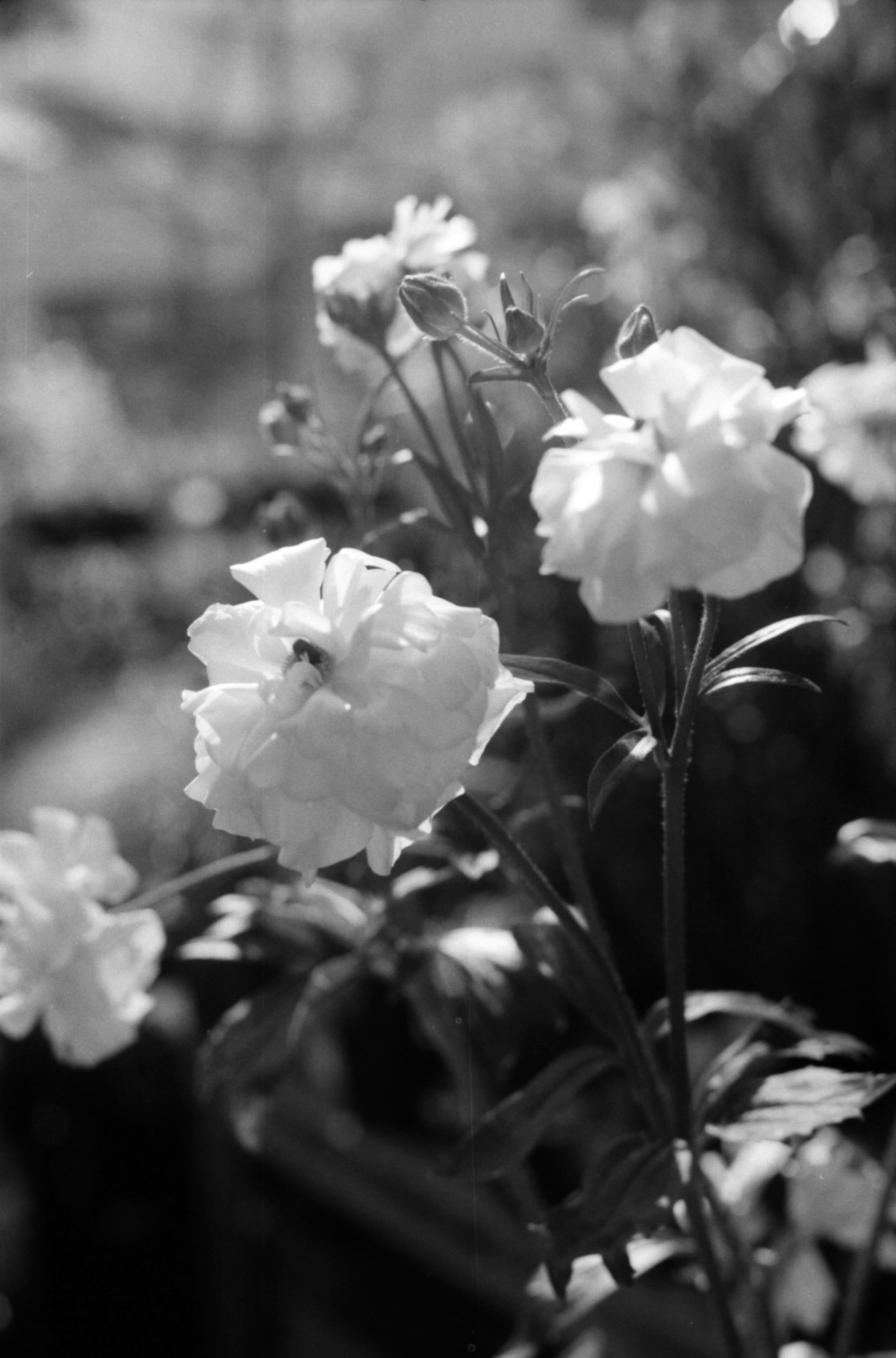 Black and white image of blooming white flowers with a blurred background