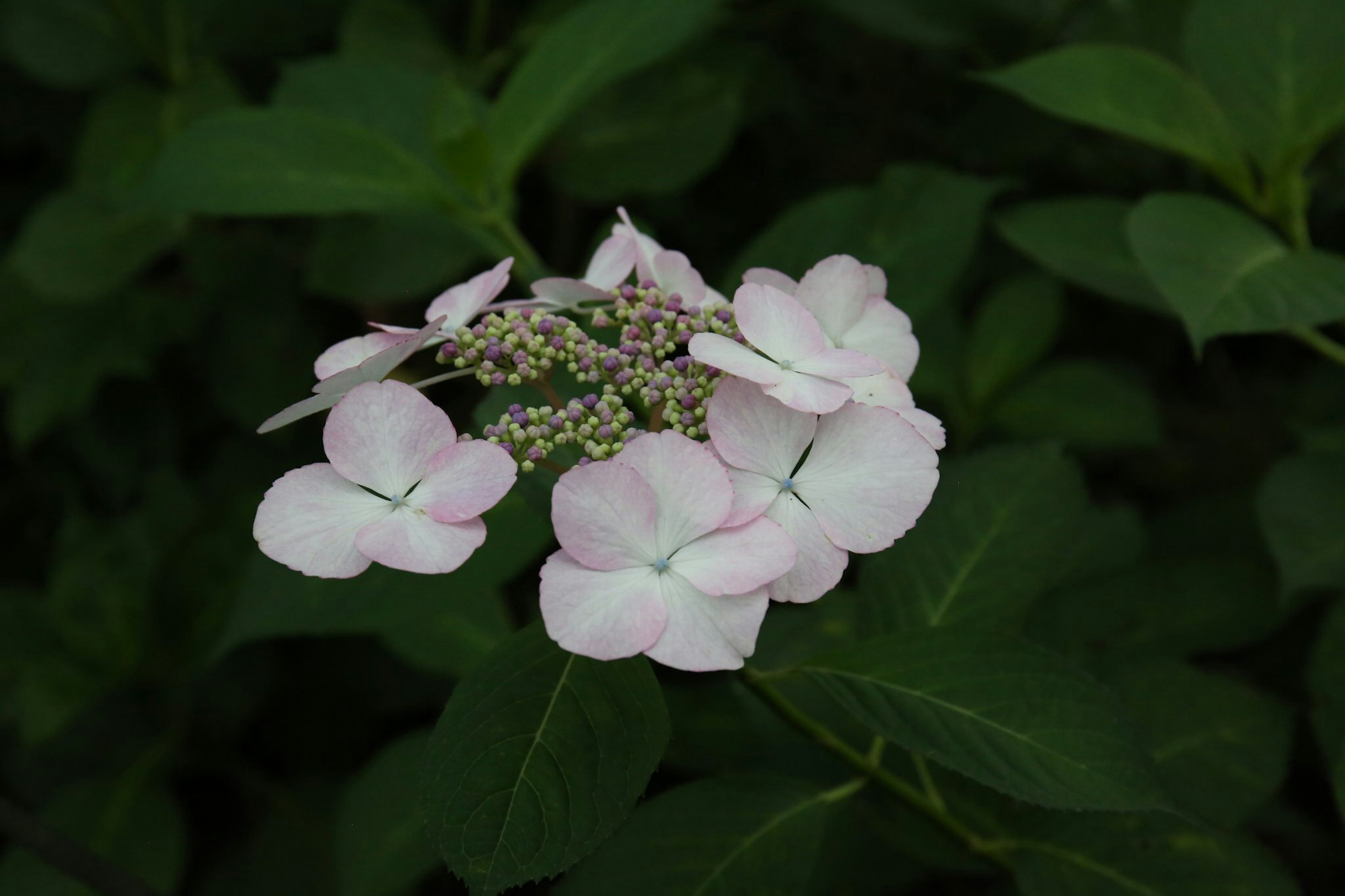 Delicate pink flowers against a dark green background