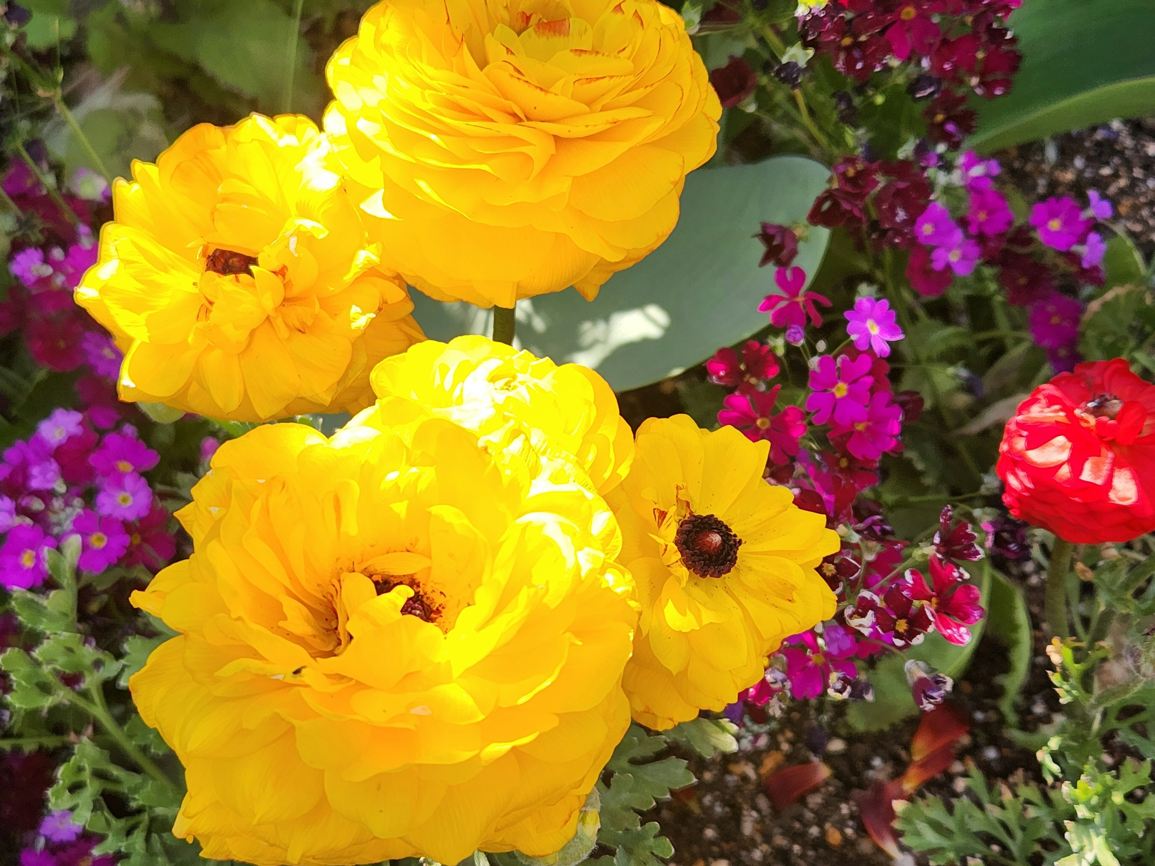 Lebendige gelbe Ranunkeln umgeben von bunten Blumen