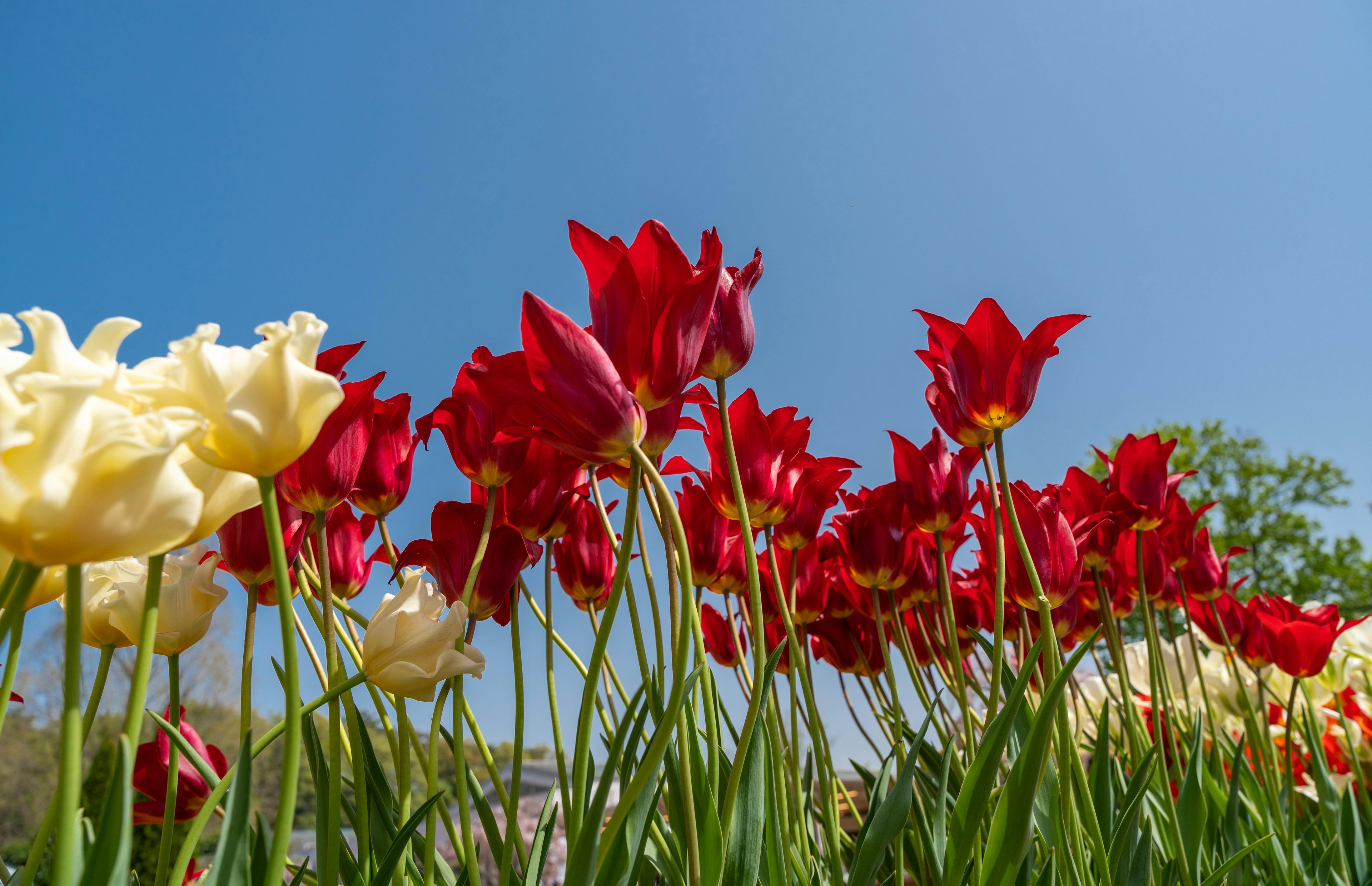 Tulipani rossi e bianchi che fioriscono sotto un cielo blu