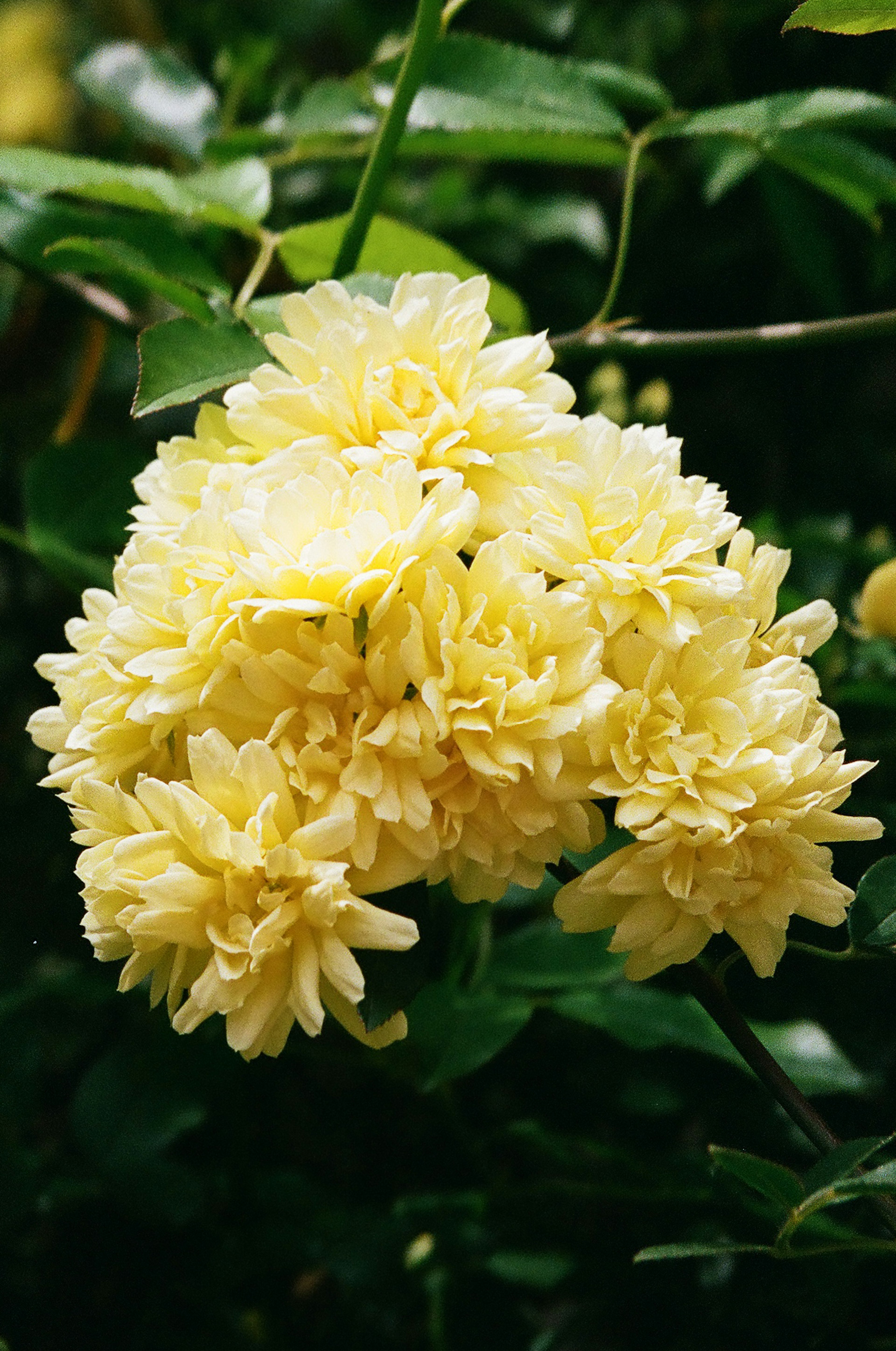 Büschel gelber Blumen mit grünen Blättern im Hintergrund