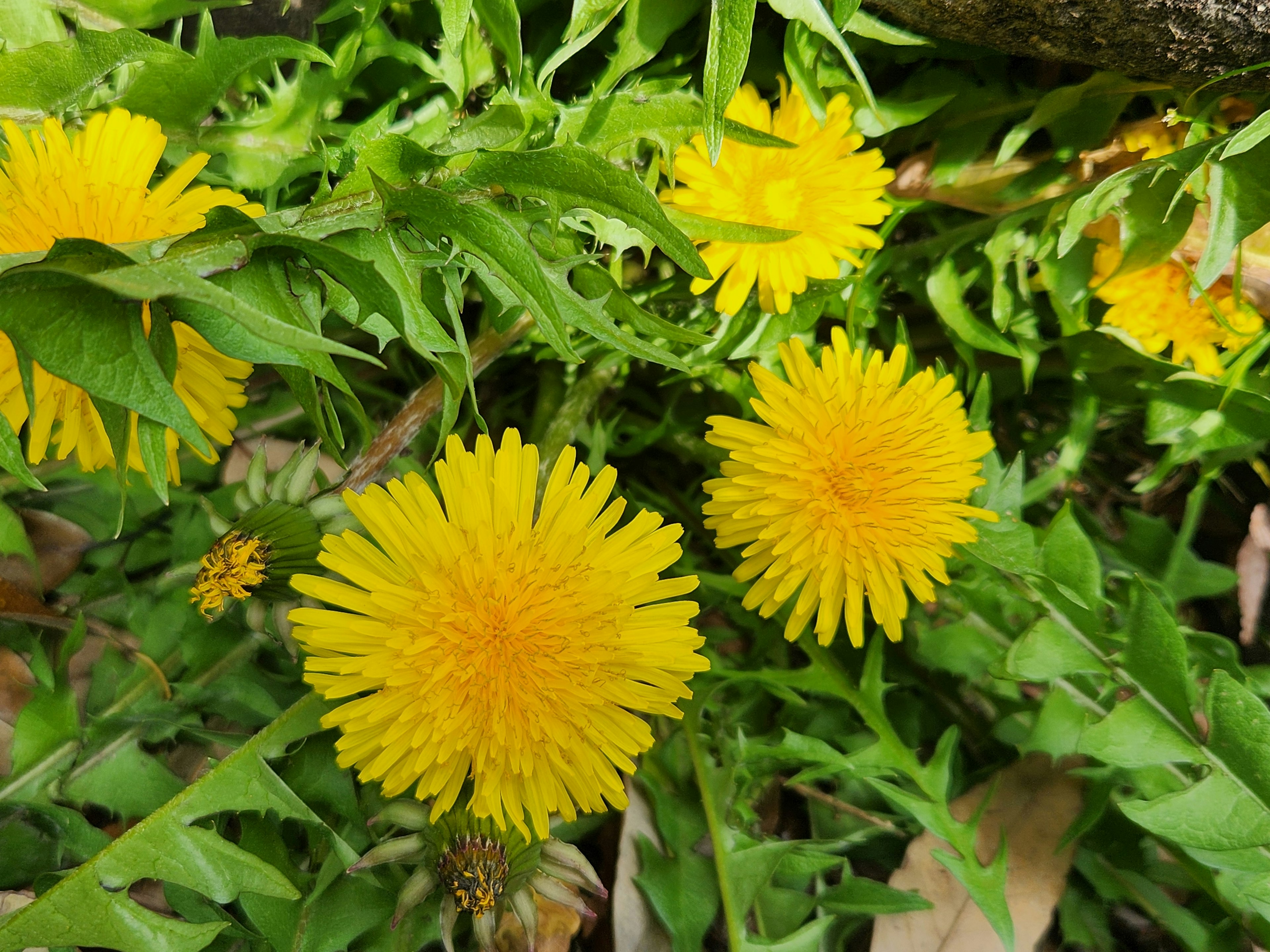 Bright yellow dandelion flowers blooming among lush green leaves