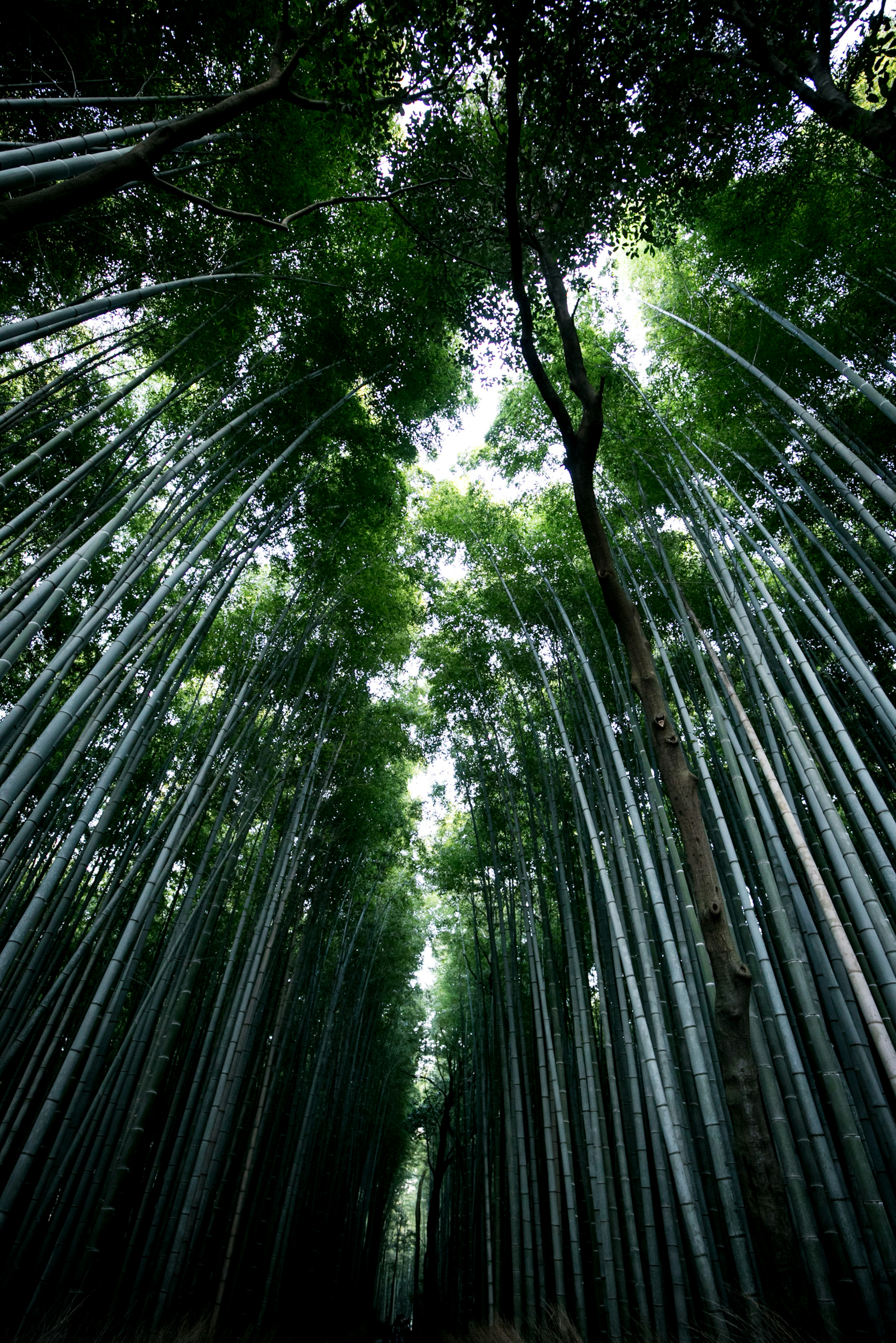 View looking up in a bamboo forest with tall green bamboo stalks