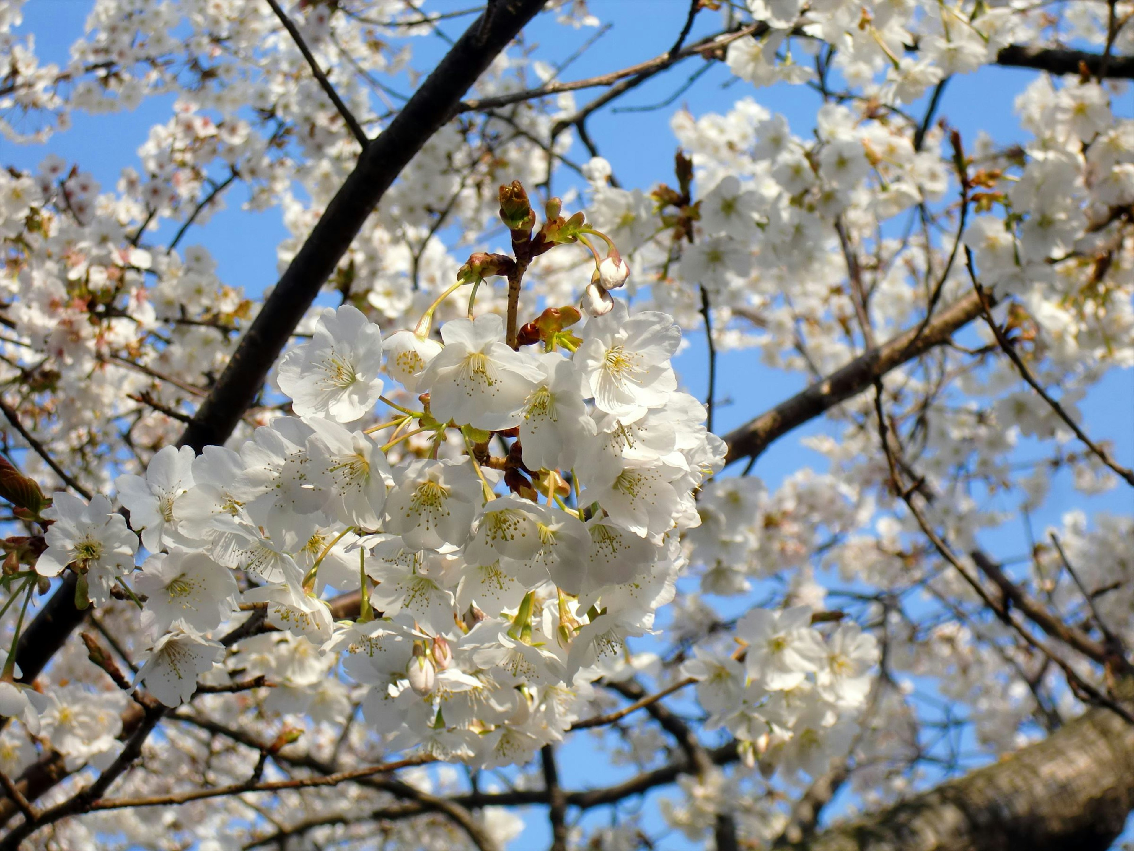 青空に映える桜の花が咲いている様子