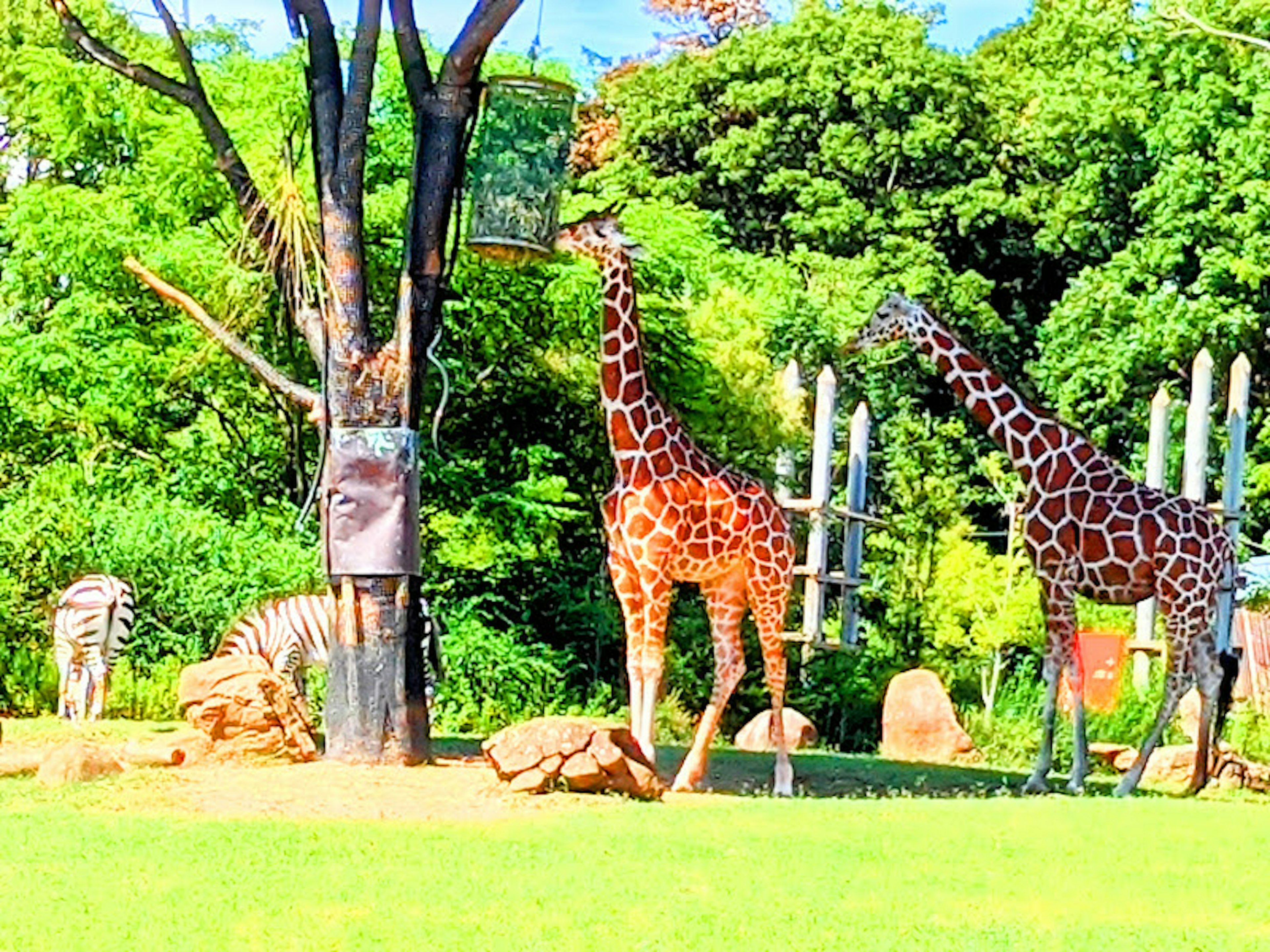 Two giraffes and one zebra in a lush green background