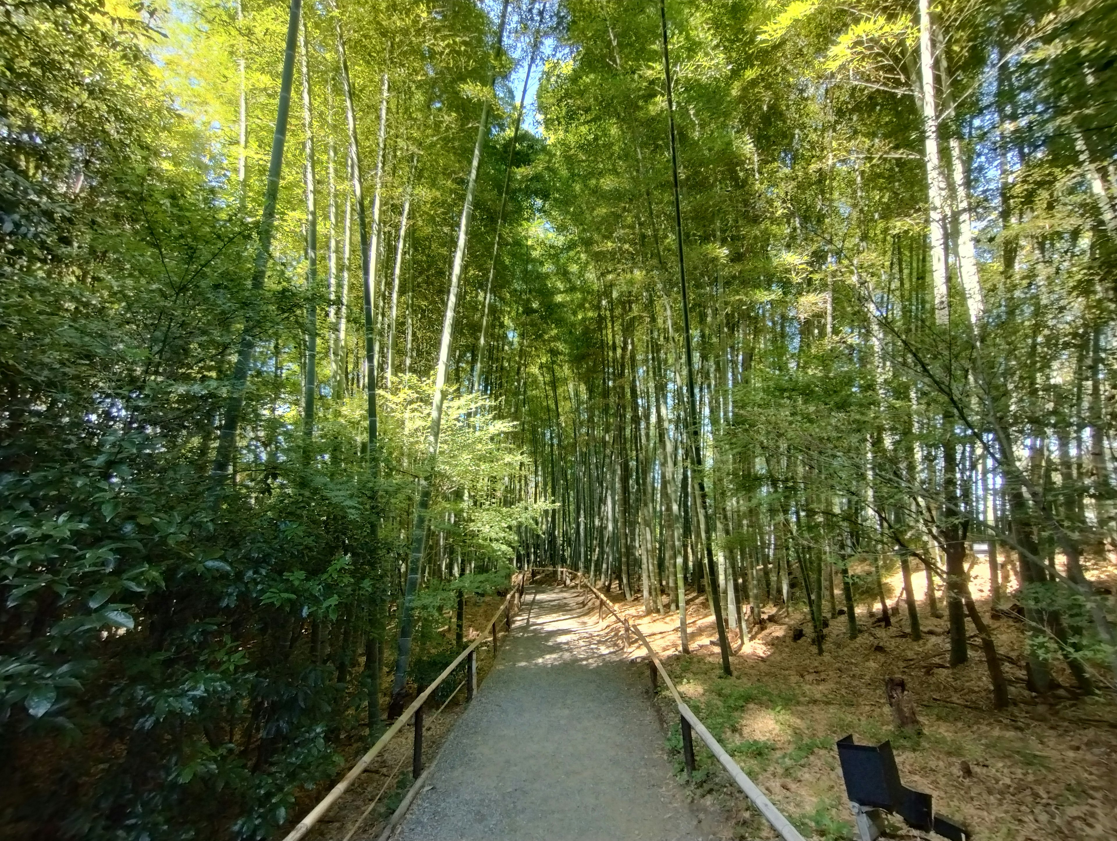 Jalan setapak yang dikelilingi hutan bambu hijau yang rimbun